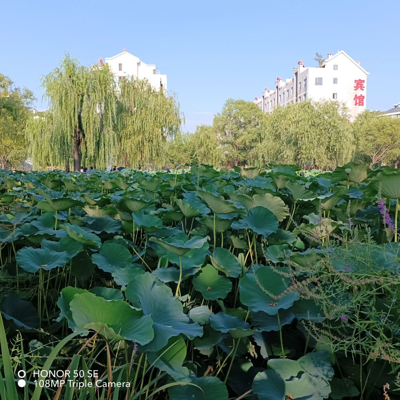 山海关脚下的莲花湖公园 它是一处集自然美景和人文景观于一体的旅游