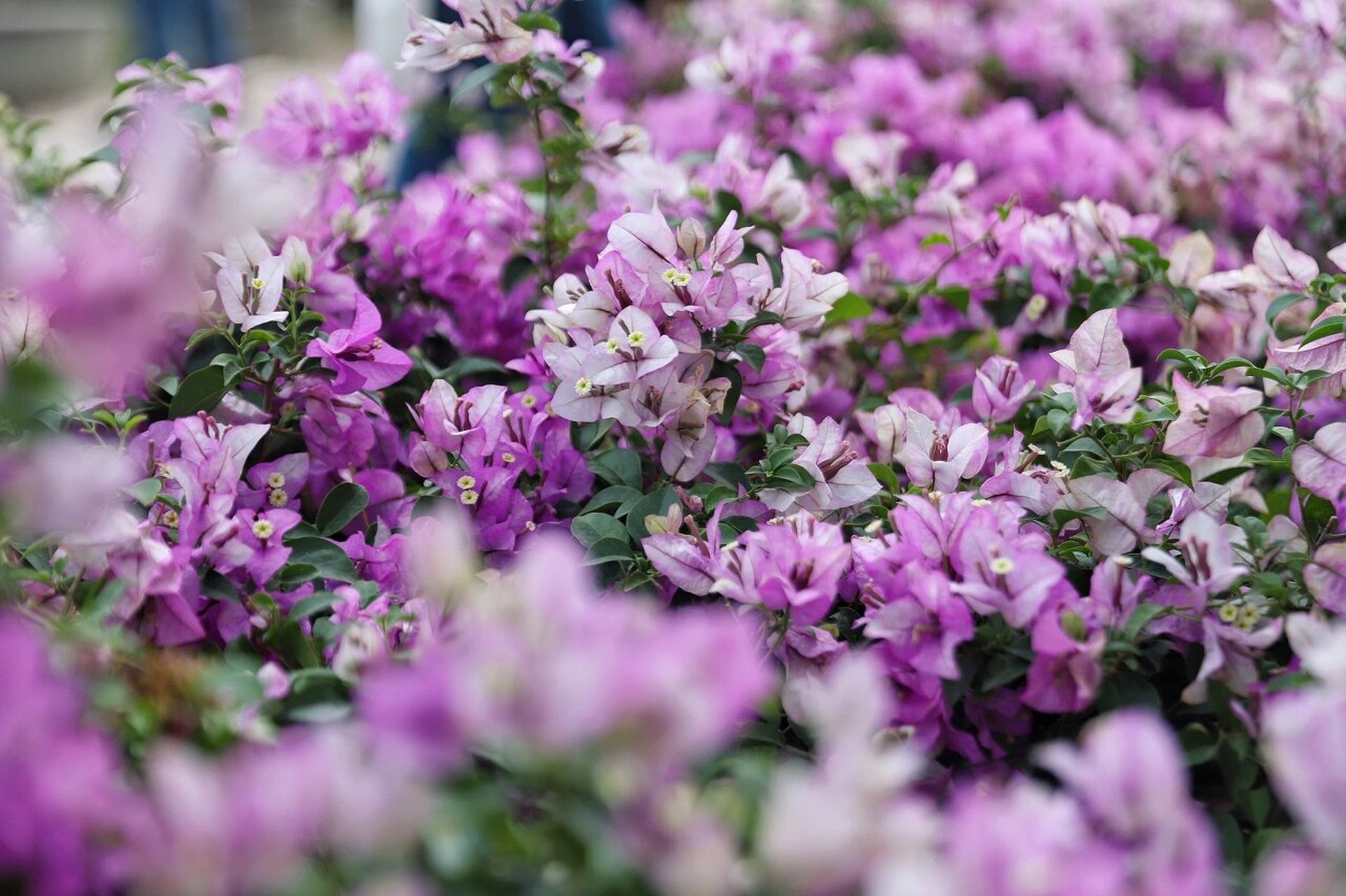 我在开挂区,我为三角梅代言——绿叶雪紫 绿叶雪紫三角梅的特点:绿叶