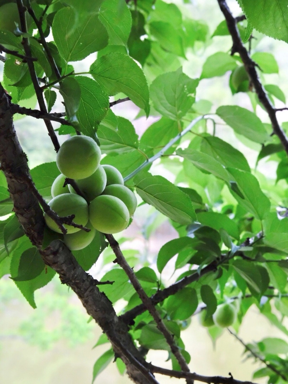 一年一见梅子树 前些天进山看梅子,山野间龙眼开了花,栗子也开了花等