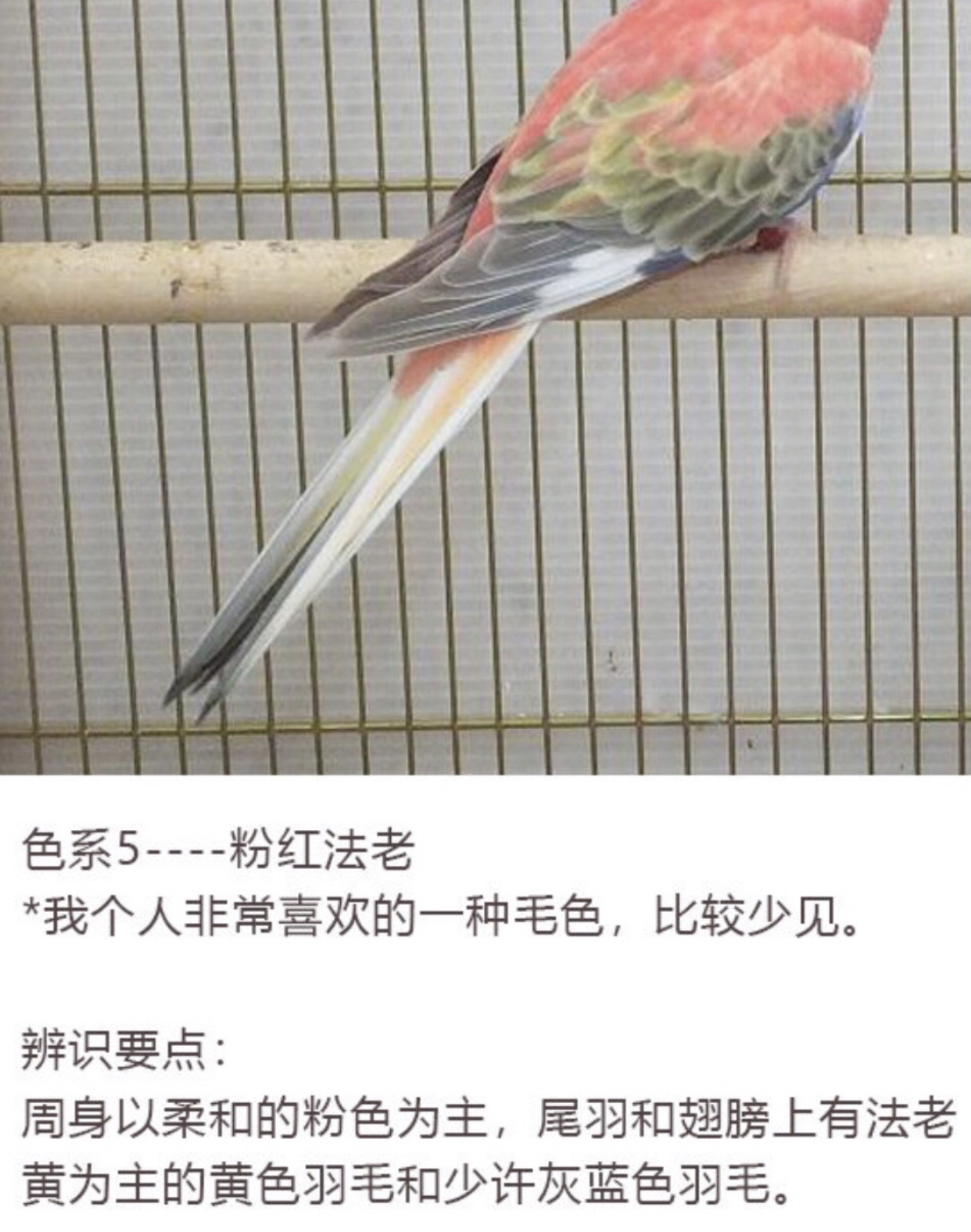 秋草鹦鹉色系全盘点 来以后经常有小伙伴问我家的鹦鹉是什么品种,是不