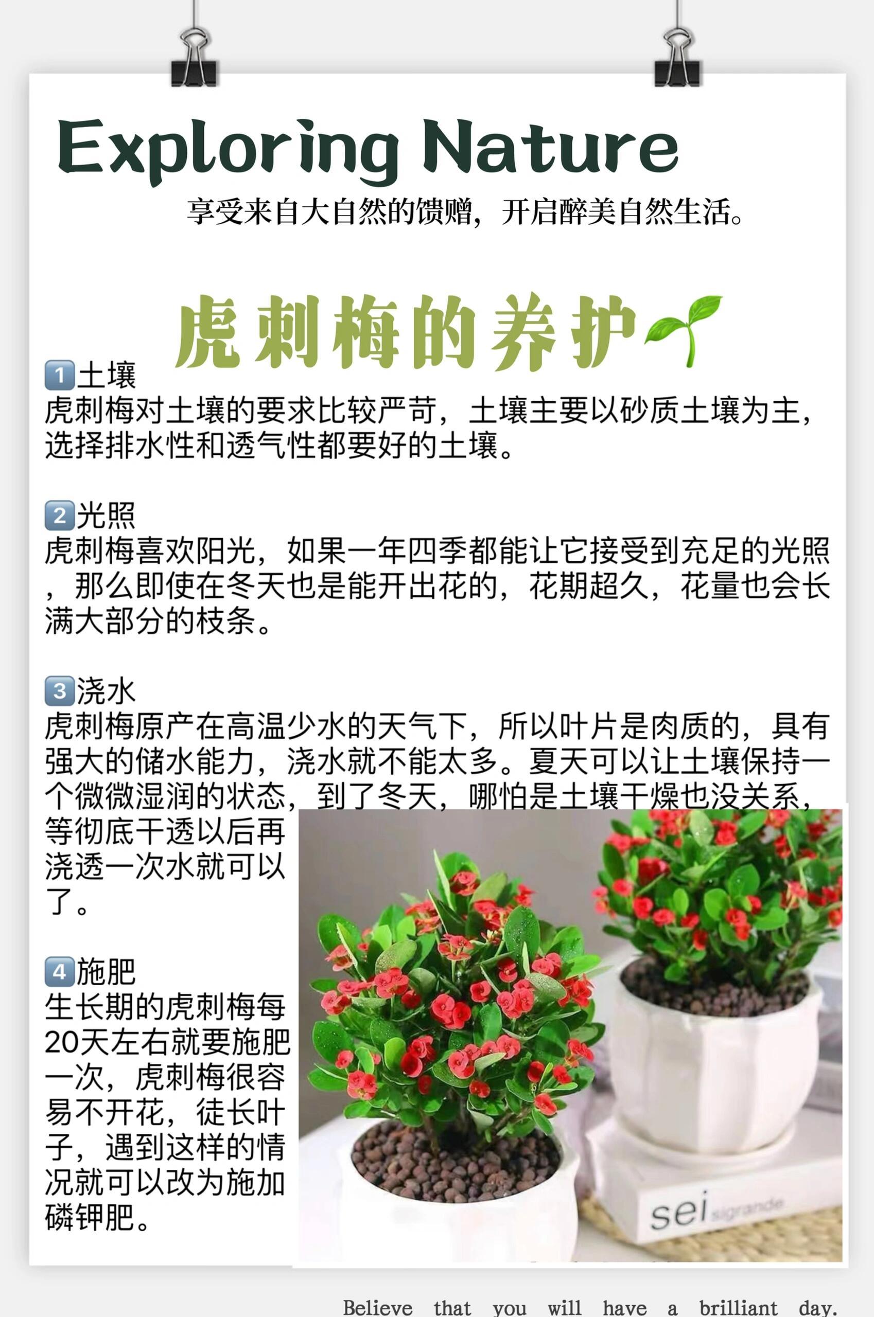 虎刺梅摆放有讲究你知道吗