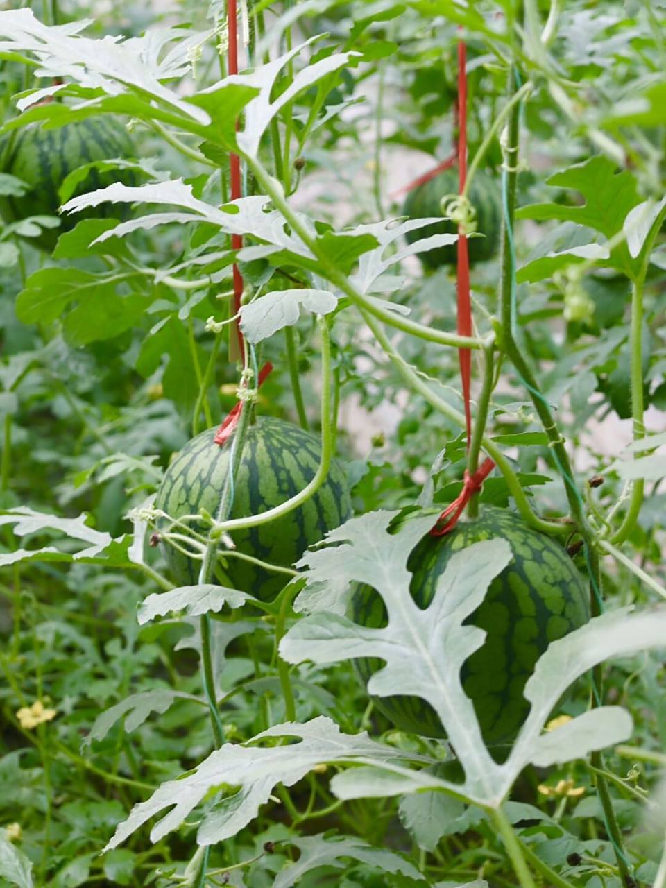 西瓜中的贵族,西之皇高端富硒西瓜 【培育】第一次接触这种高端西瓜