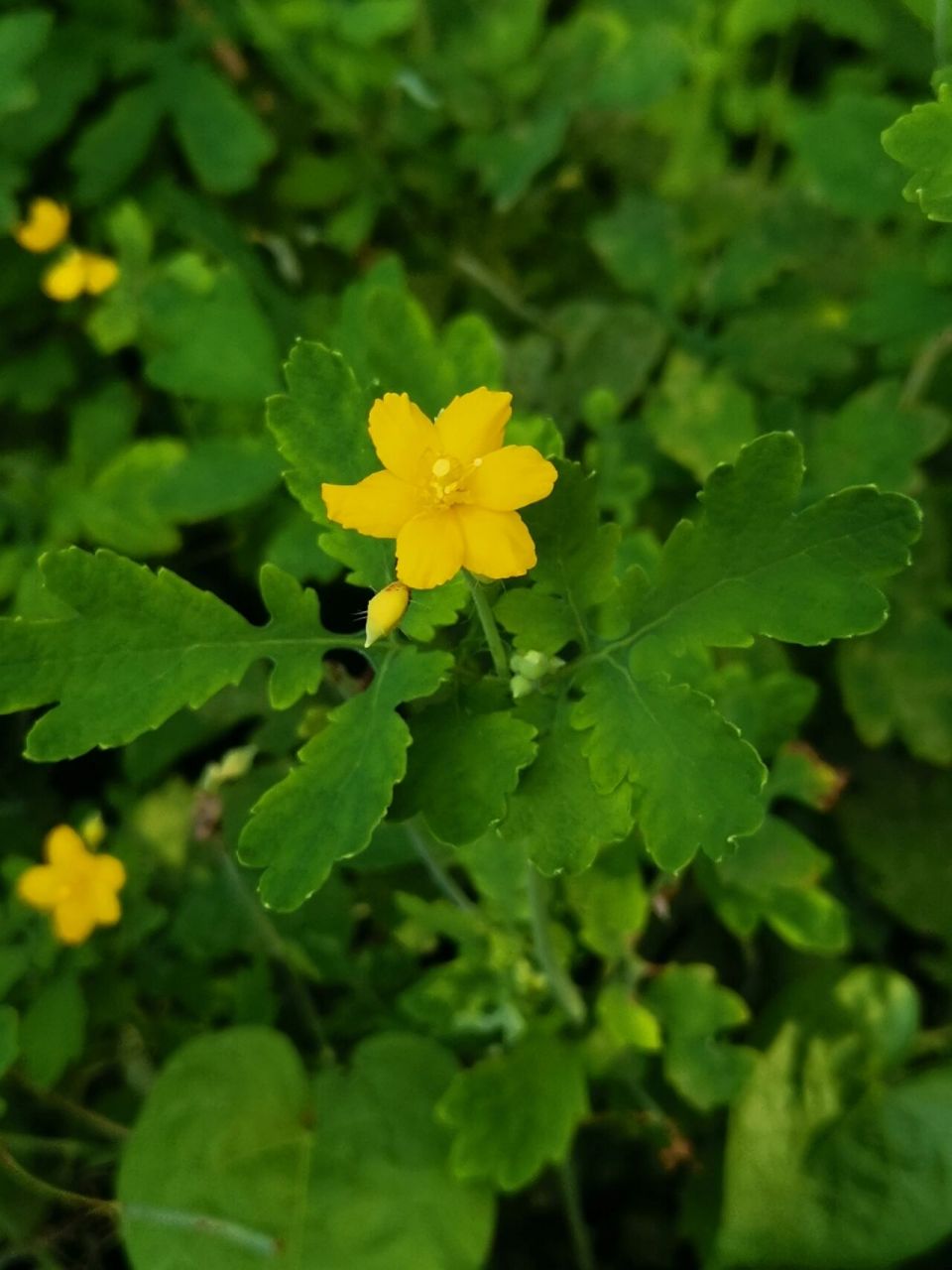 【白屈菜】别名:地黄连,断肠草,八步紧.