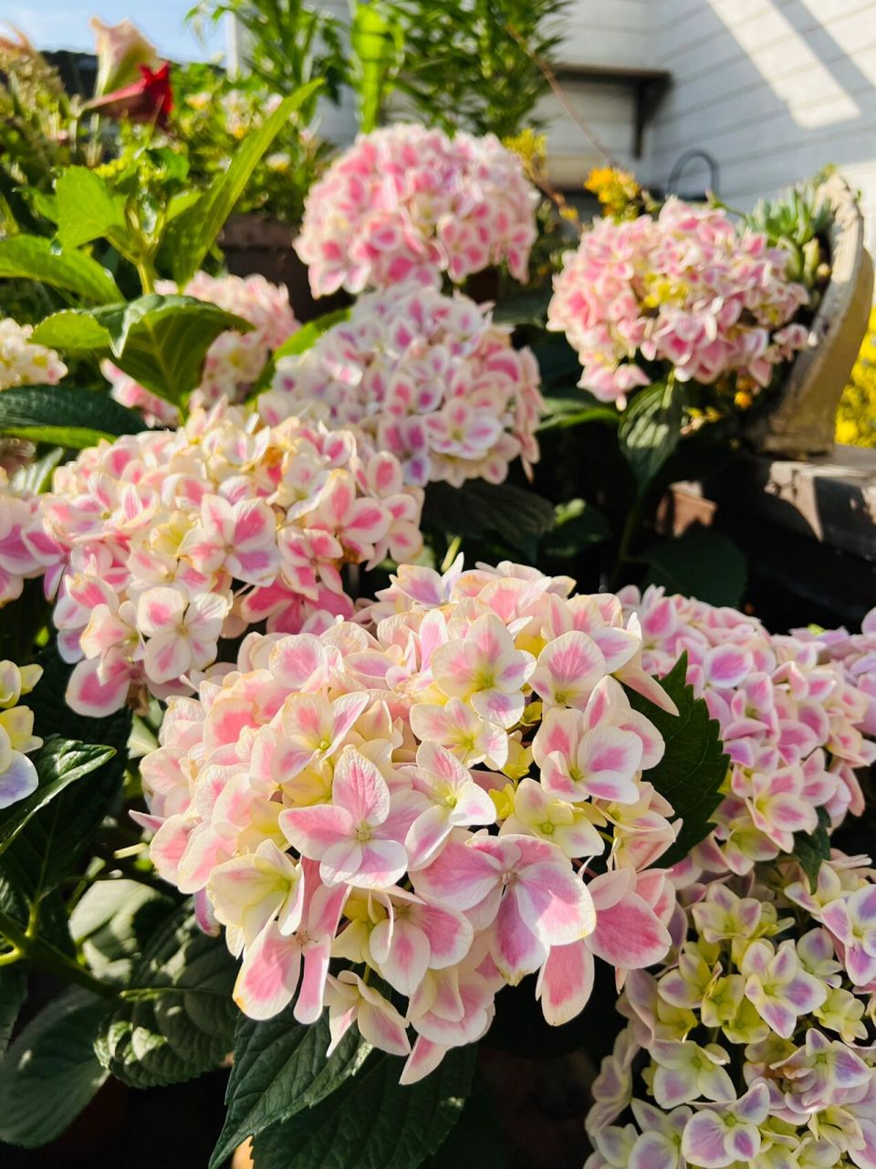 绣球薄荷拇指美哭了01 我的薄荷拇指太美了,明年调蓝试试