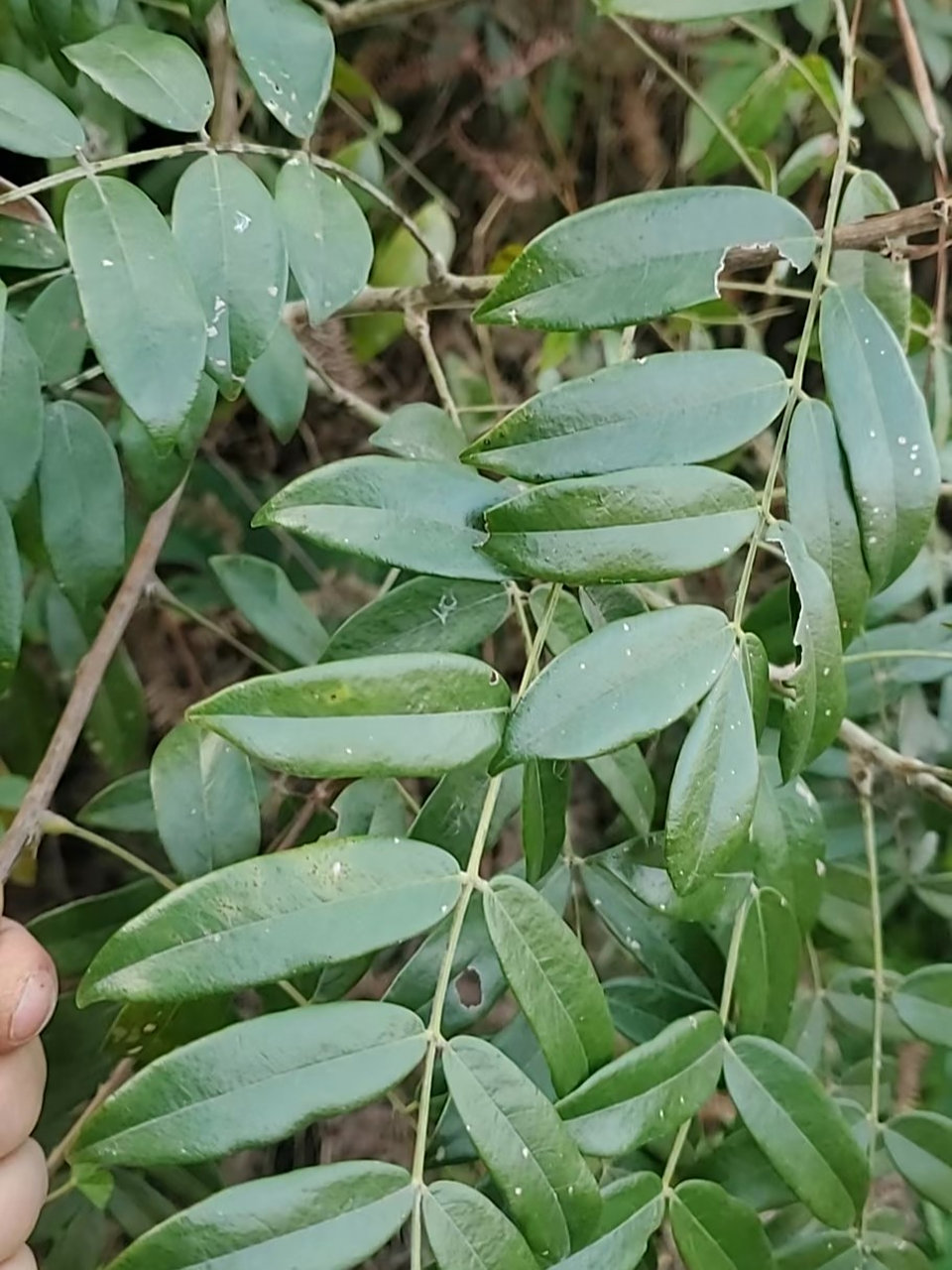 野生牛大力 野生牛大力煲汤用