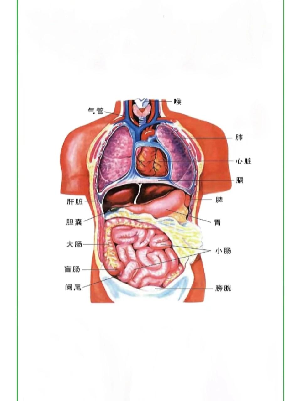 腹部内脏图片位置图图片