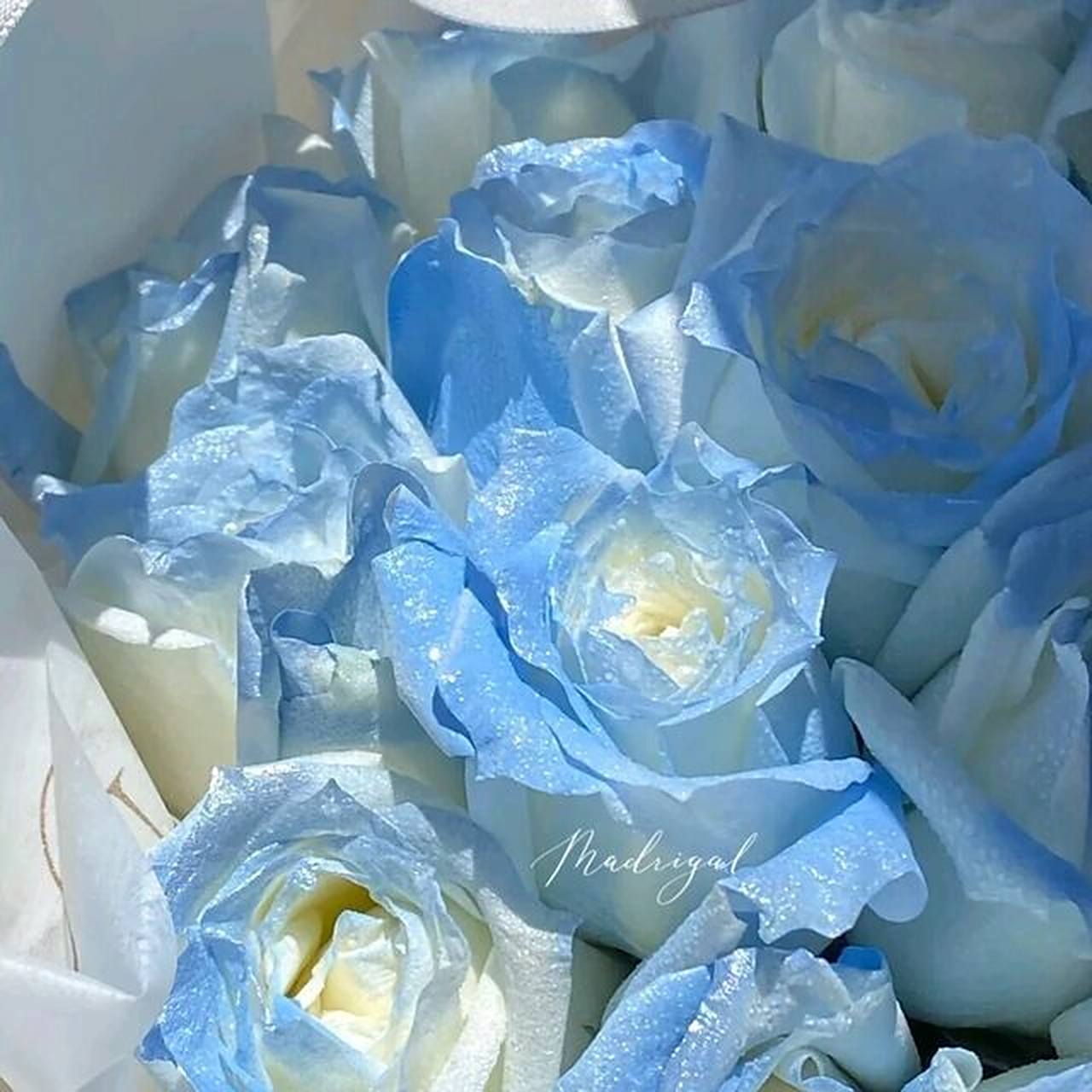 蓝玫瑰背景图 "真正的蓝玫瑰只在月光下绽放"