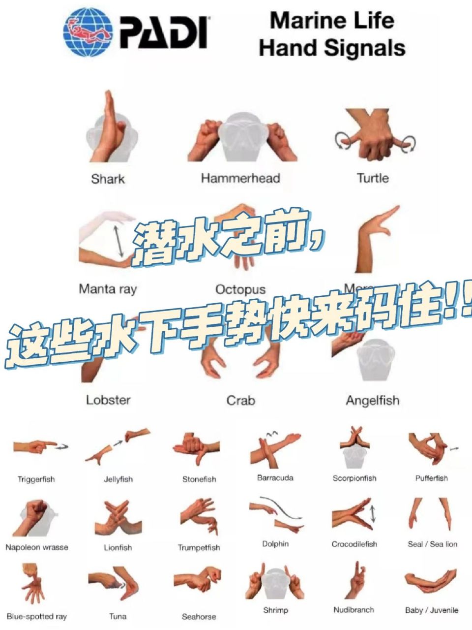 潜水之前,这些水下手势快来码住!