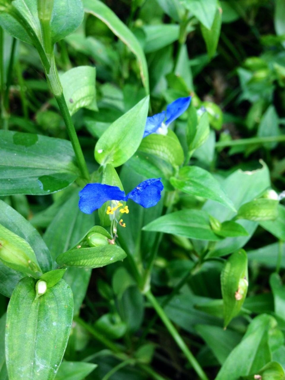 中国野菜图谱,每天介绍三种野菜之鸭跖草 鸭 跖 草 别名:竹节菜 鸭抓
