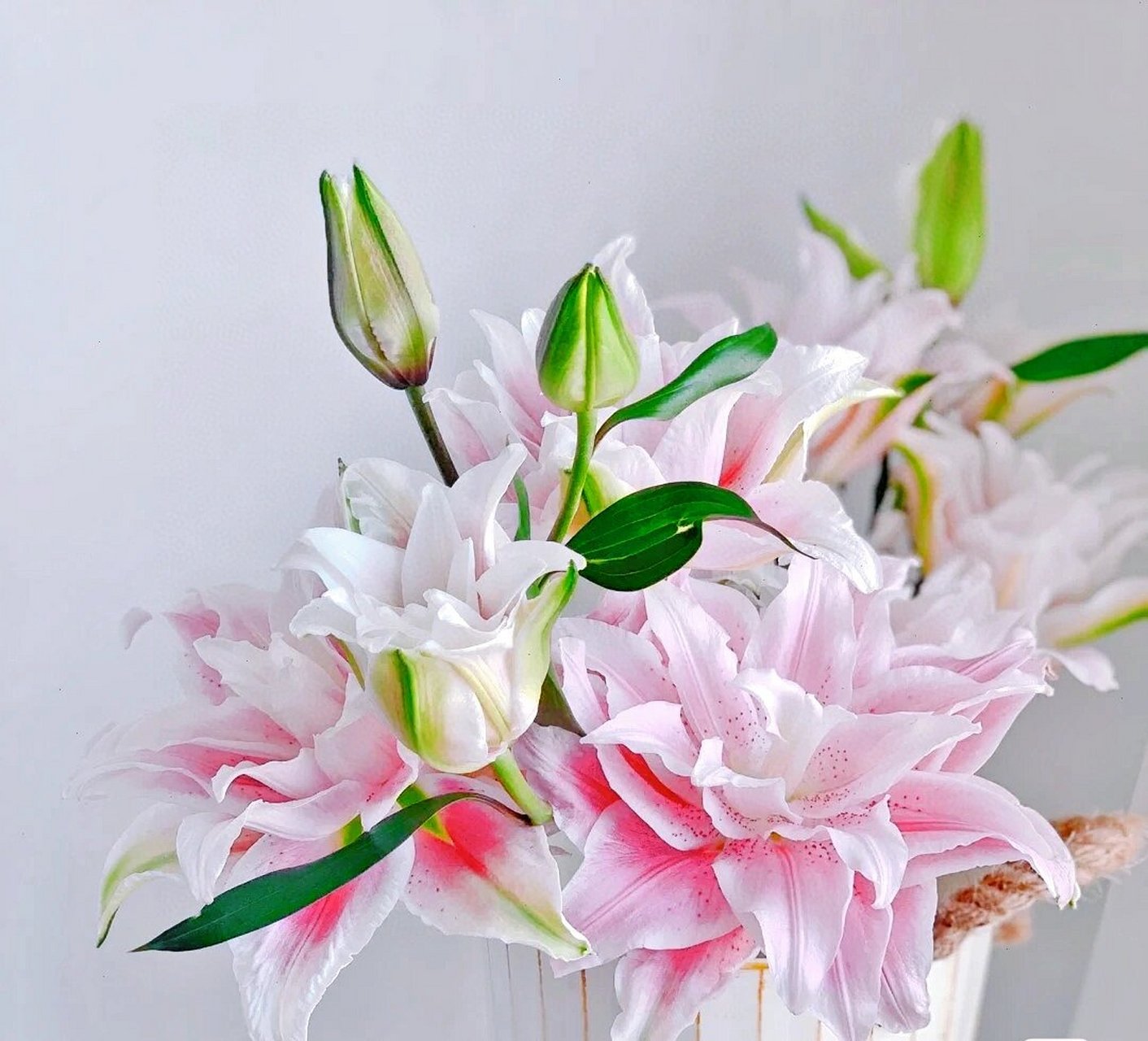 当下花房# #百合# #花语# #百合花# #伊莎贝拉重瓣百合