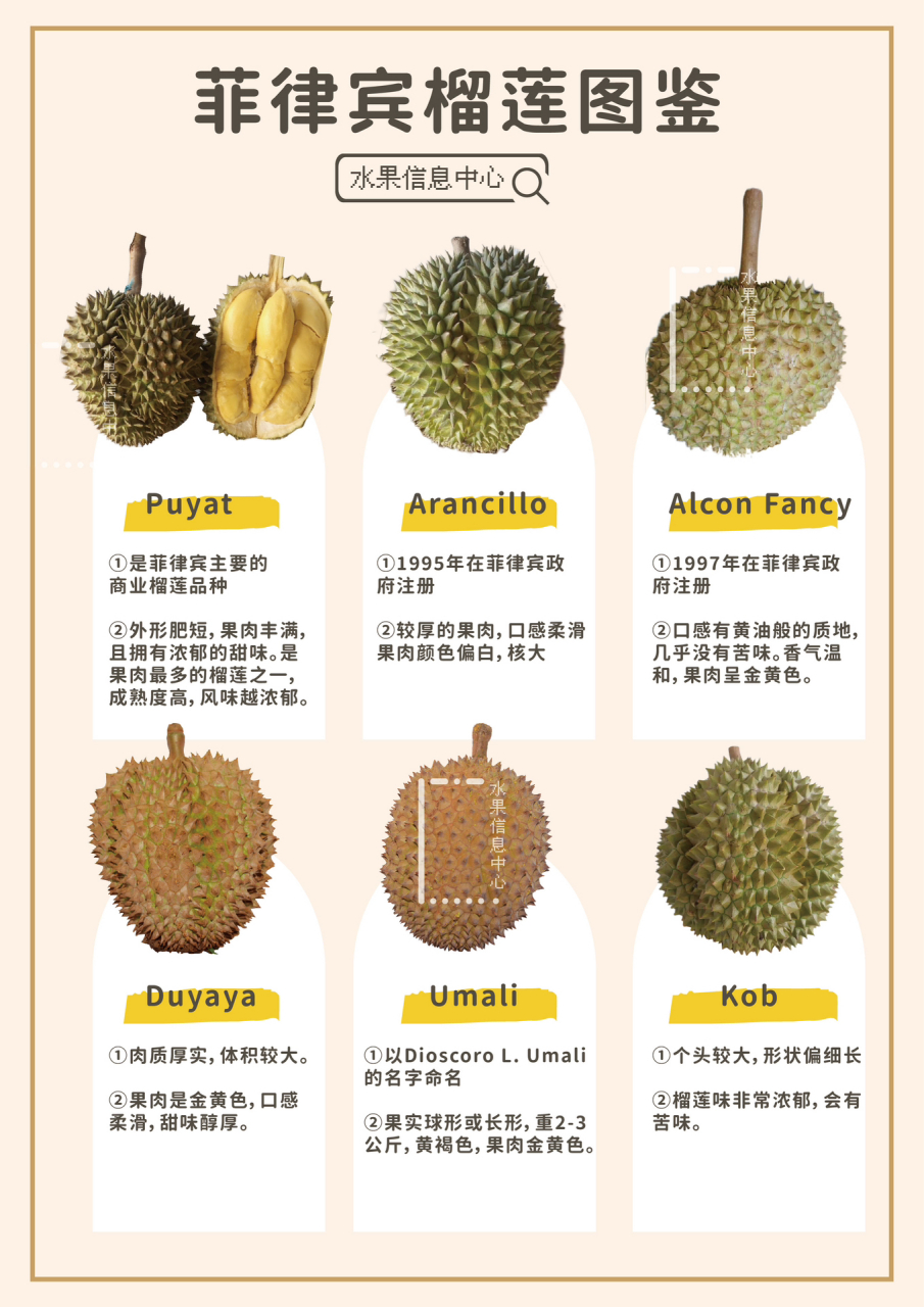 收藏备用,菲律宾榴莲品种图鉴!