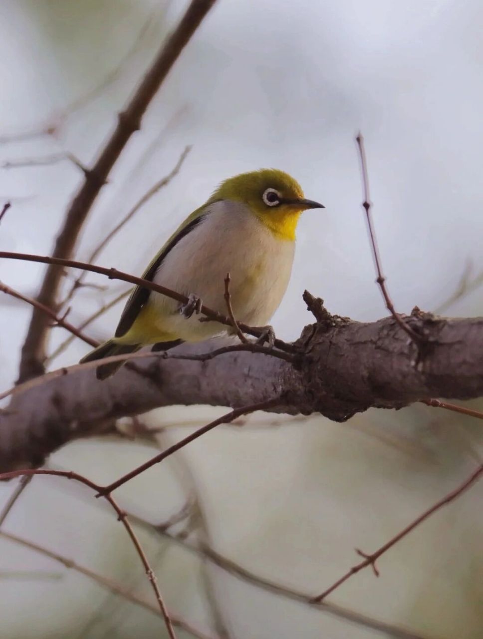 92暗绿绣眼鸟 暗绿绣眼鸟(学名:zosterops japonicus) 雀形目,绣眼