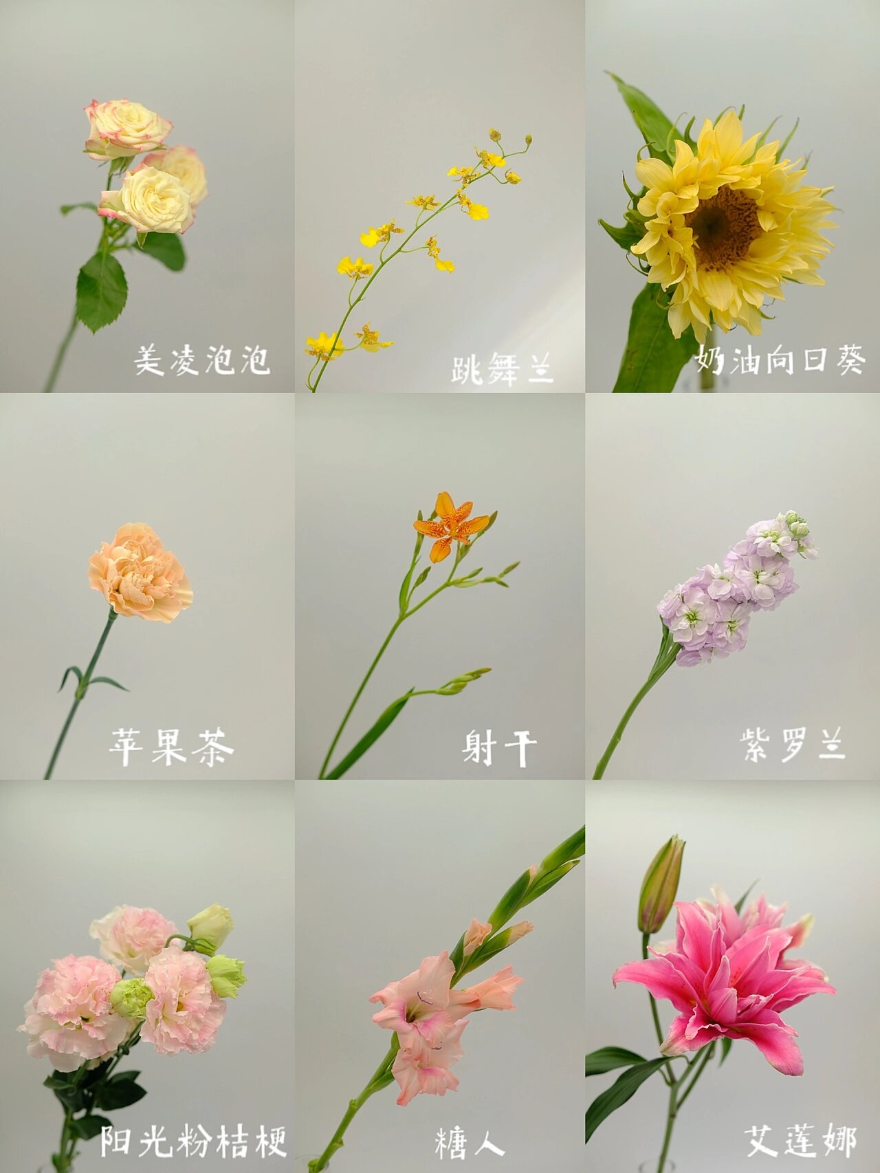 一起来认识夏季9种黄粉色系的鲜花|鲜花分享
