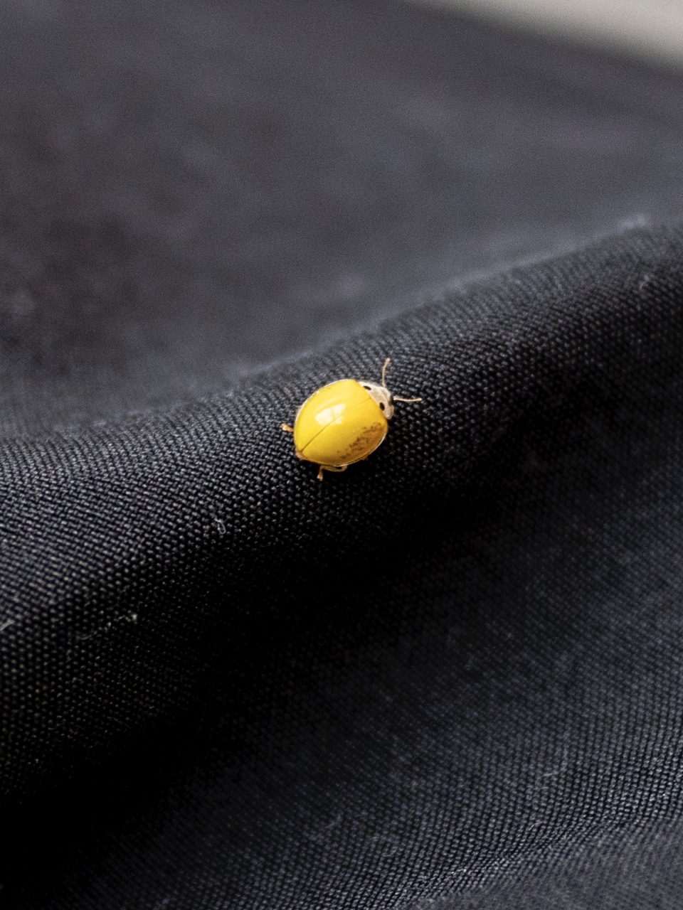 金色的瓢虫是敌是友?