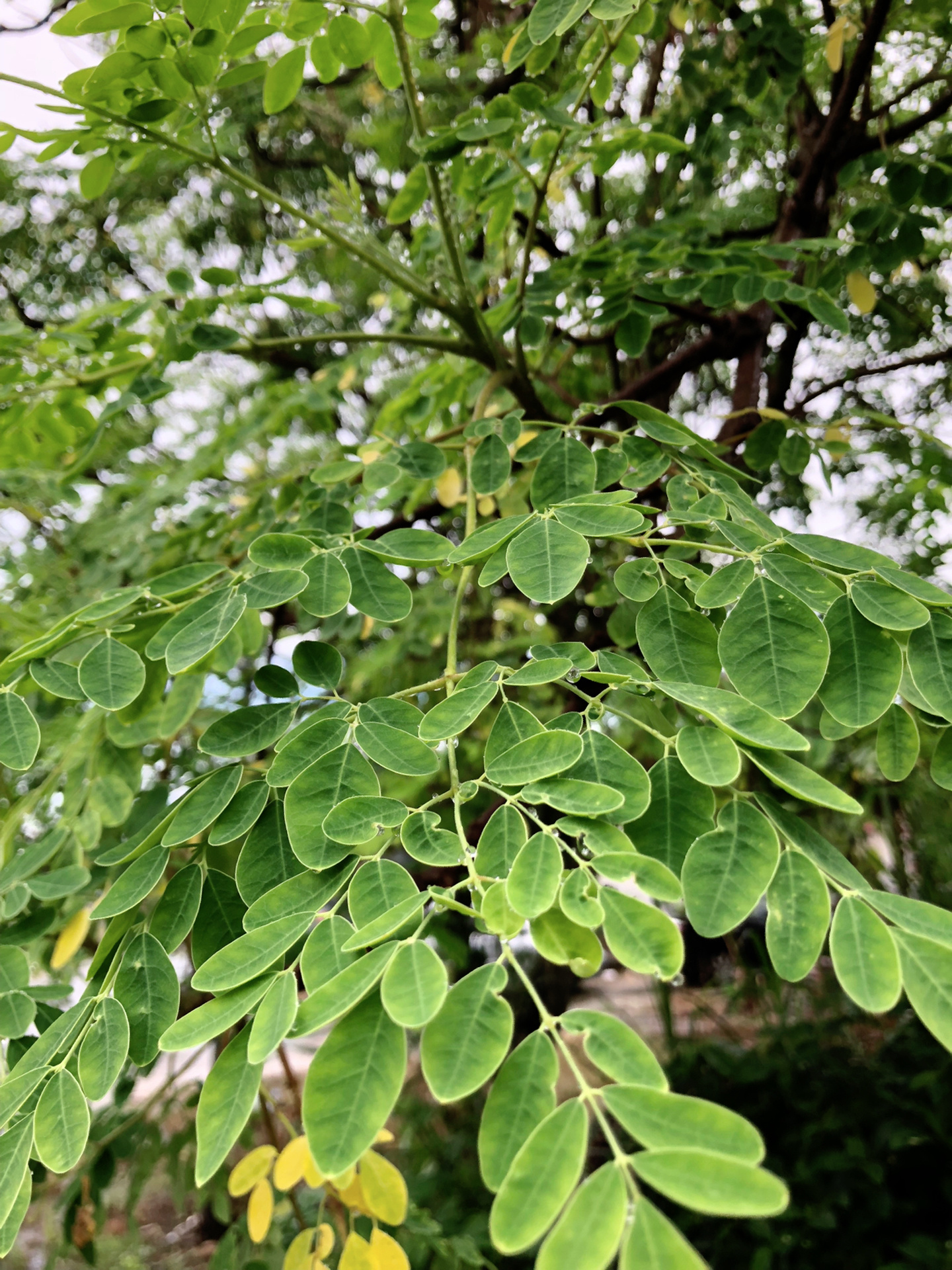 辣木树图片图片