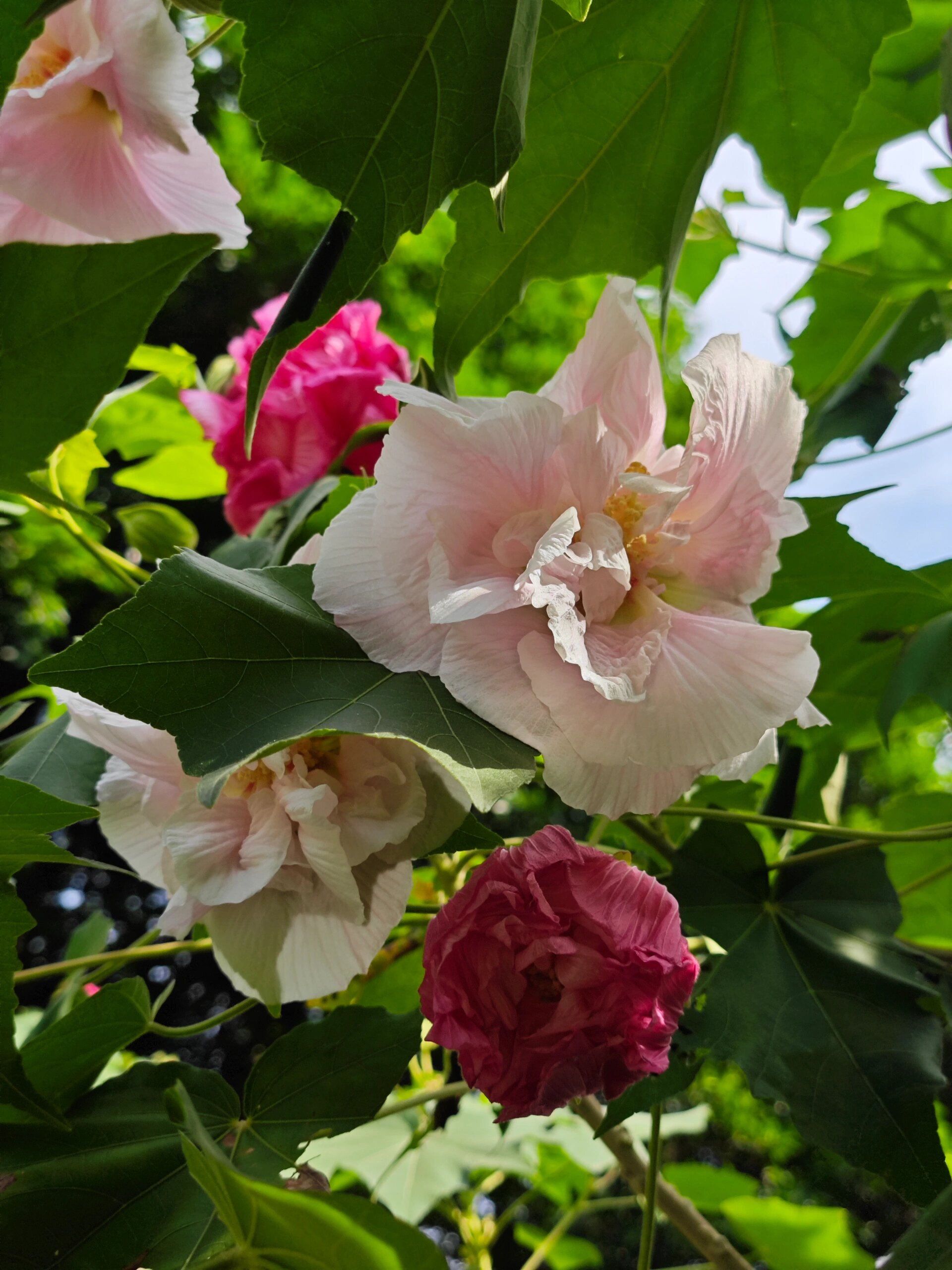西湖公园,重瓣木芙蓉