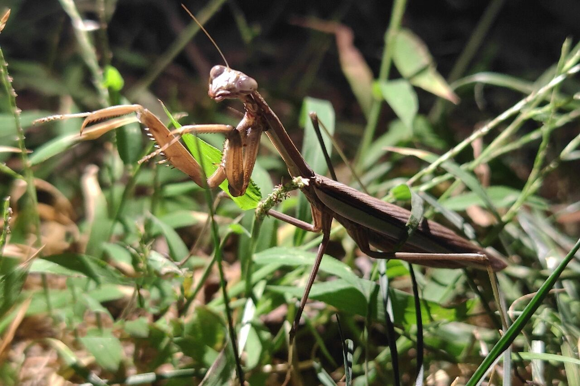 我拍到的两种褐/棕色螳螂 90对比  前四张是昨天拍的,后四张是上