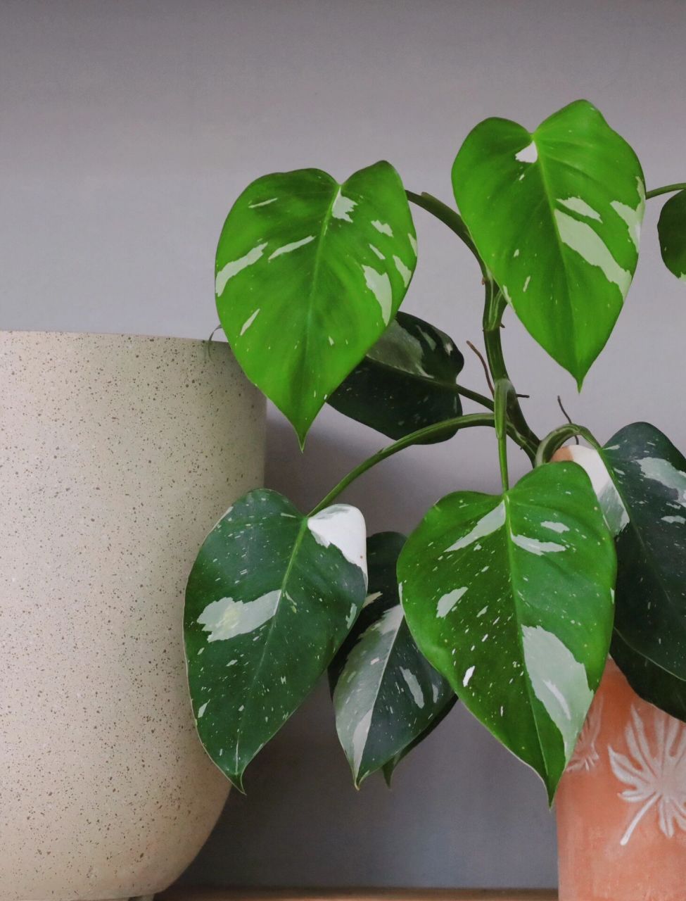 今日植物分享|白巫师蔓绿绒 白巫师蔓绿绒(philodendron white wizard