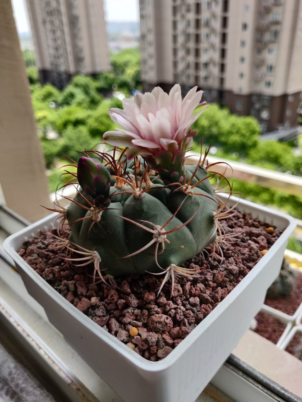 天紫玉仙人球开花