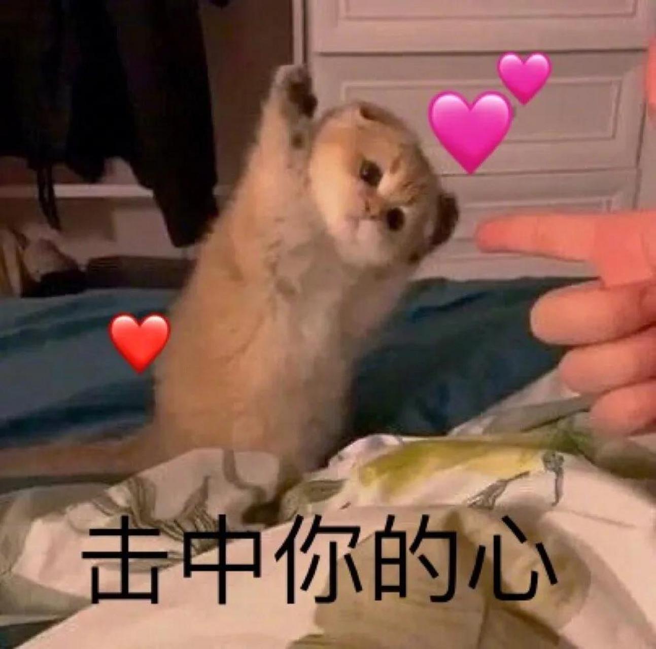 表情 猫咪可爱表情包 小猫咪举手投降,这也太可爱了吧