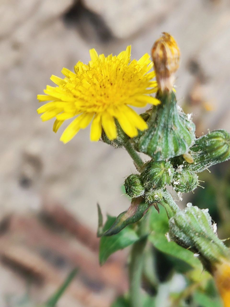盛开在秋天的苦苣菜 田头苦苣已花黄,采摘归来待品尝