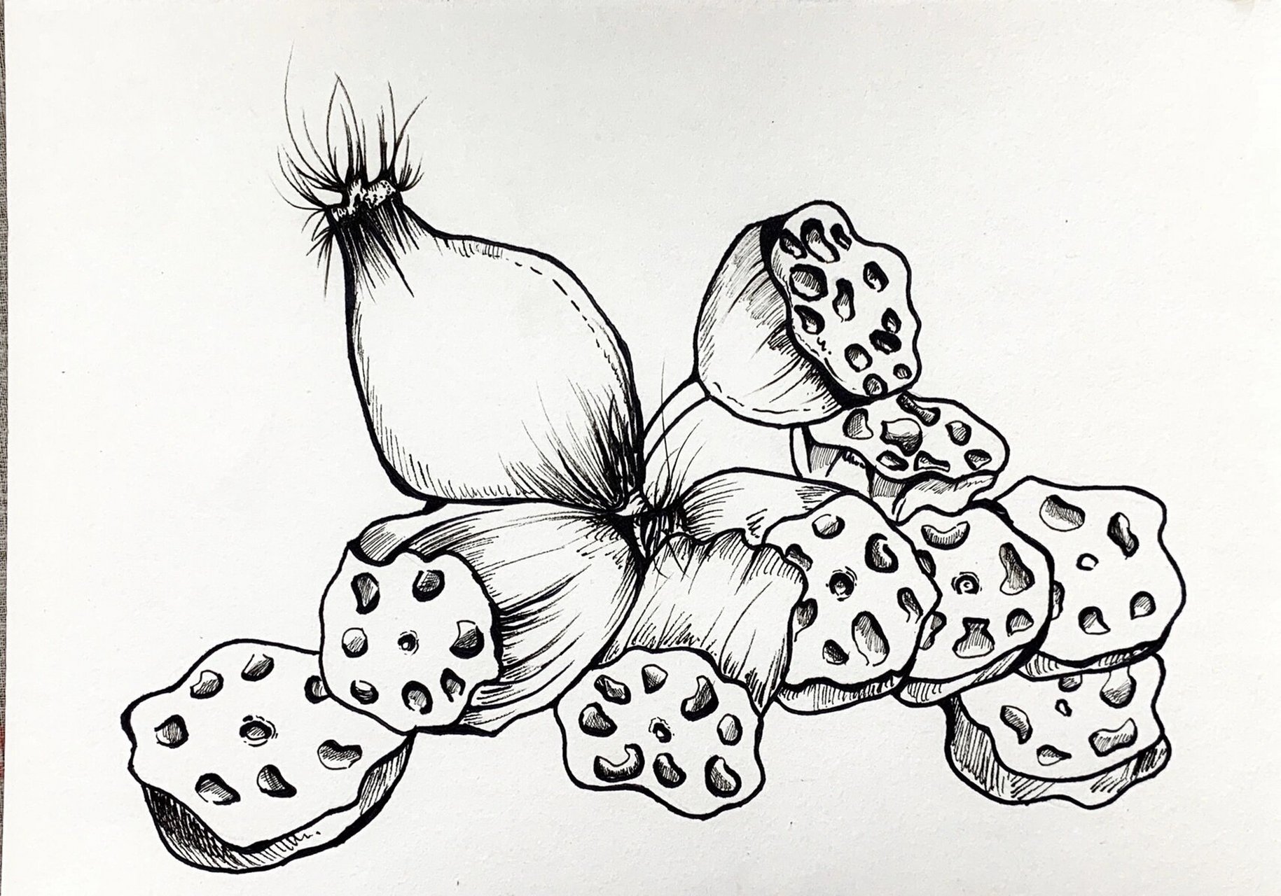 少儿美术 线描|莲藕(附步骤图解) 线描莲藕步骤图解 今日课题:线描