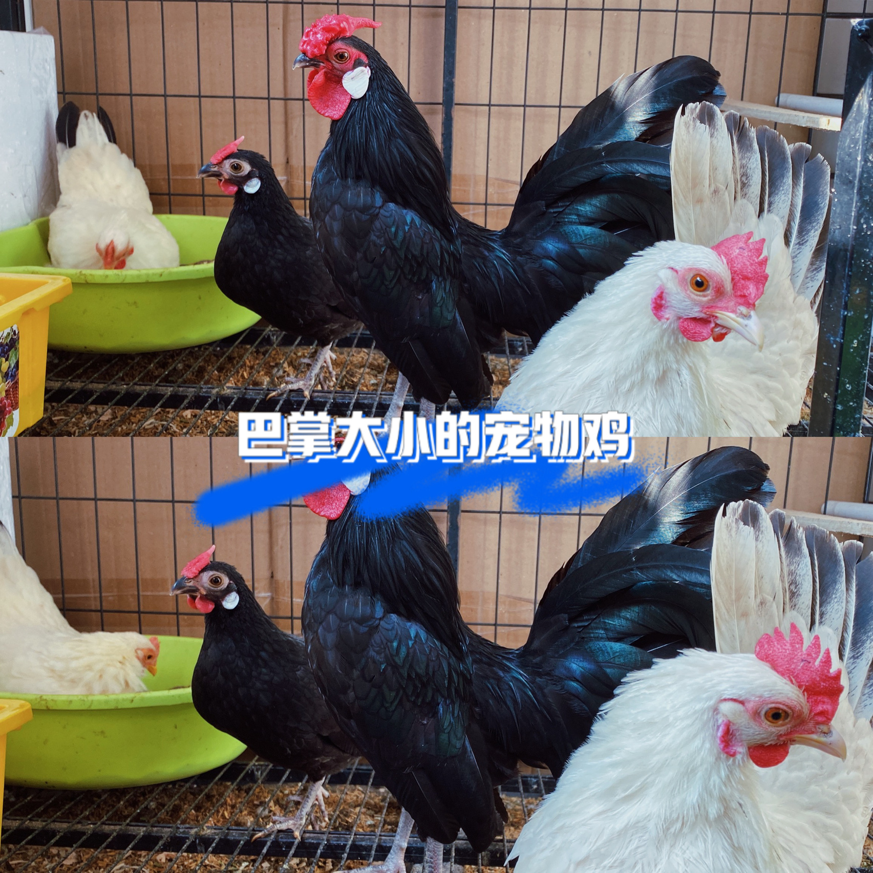 比芦丁鸡更亲人更好看的宠物鸡 16615白色的两只是泰国矮脚白桂鸡