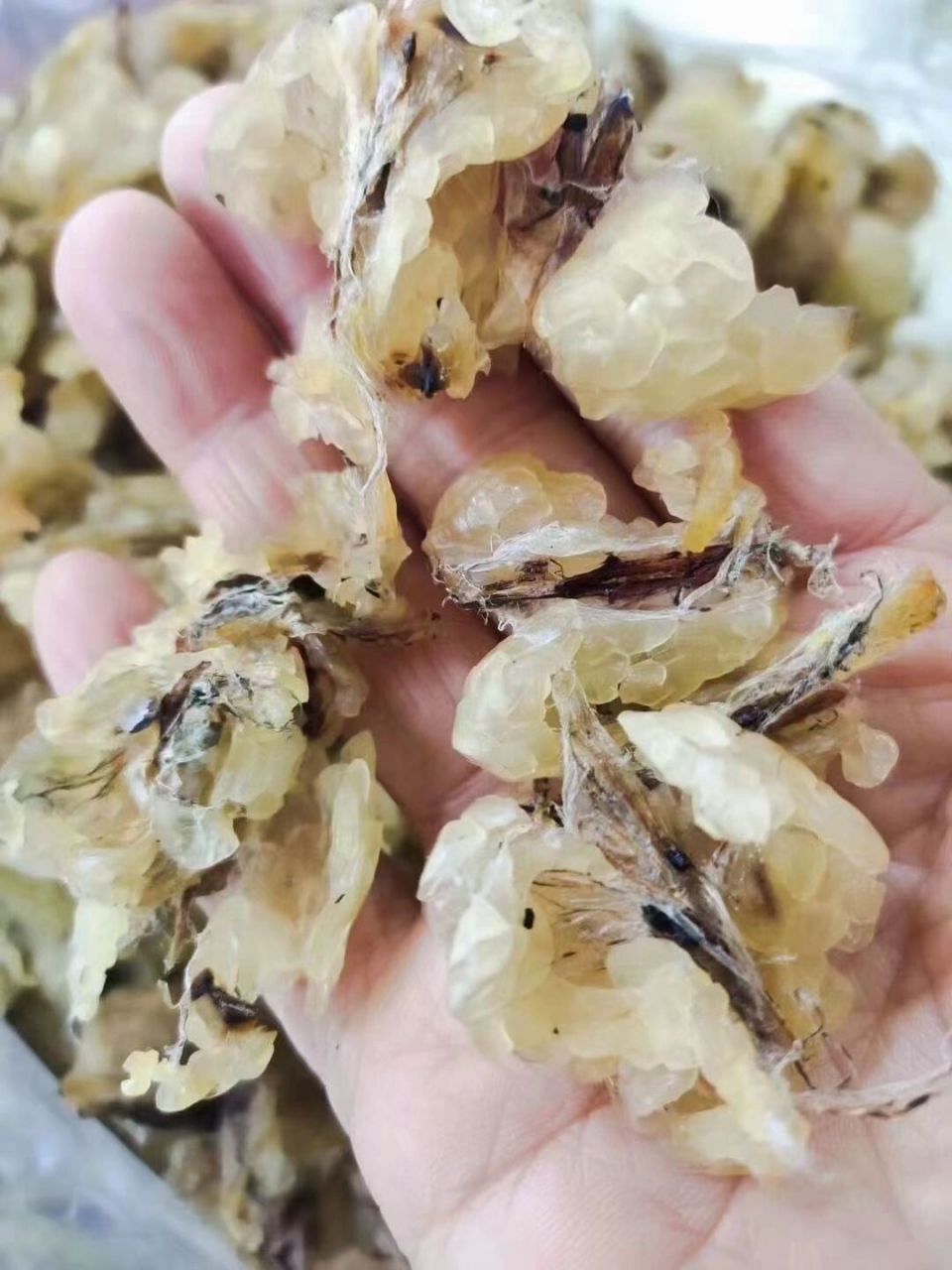 多囊备孕,美容养颜调节内分泌 冰糖红枣炖雪蛤 90雪蛤,学名"东北