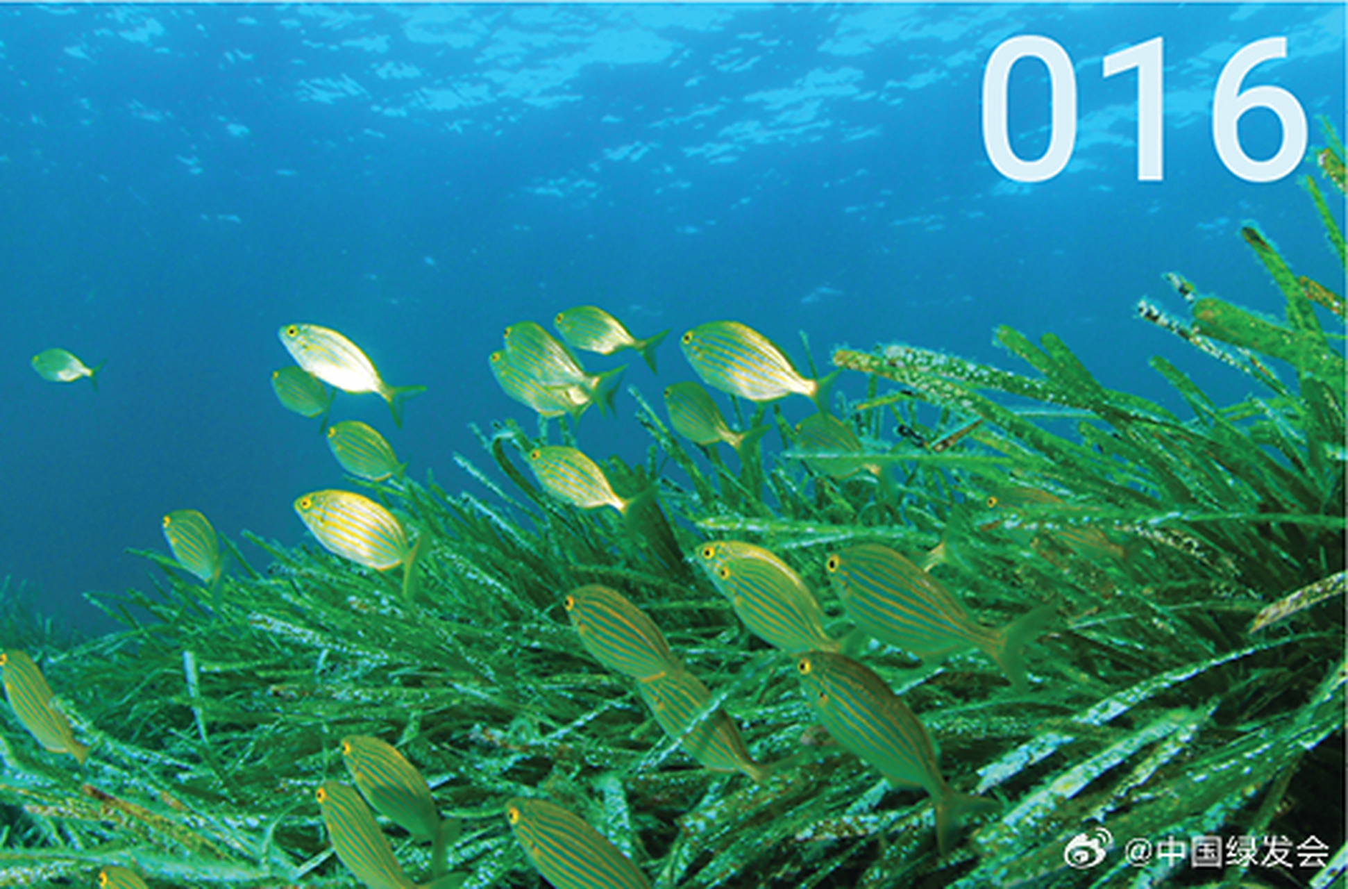 "海底草原":探索海草生态系统  海草是由12个属(amphibolis,cymodocea