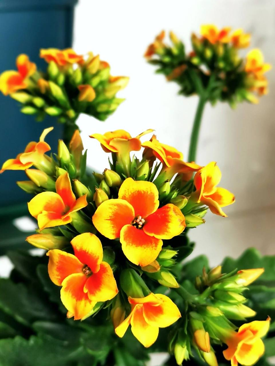 罗比橙,长寿花中的精品 罗比橙,长寿花新品. 1花色丰富,颜值高.