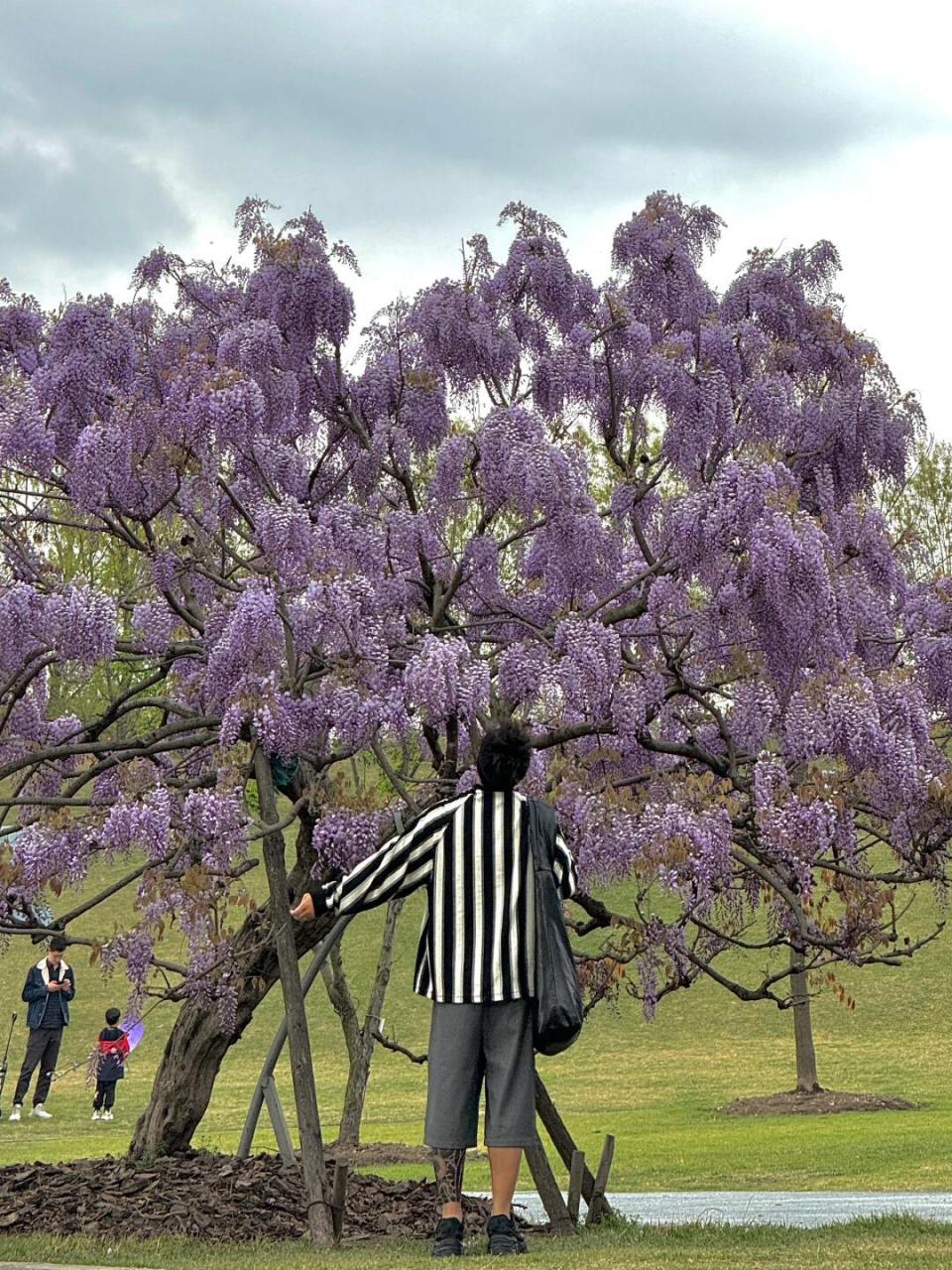 这么大一棵紫藤花真的太梦幻了!巨出片!