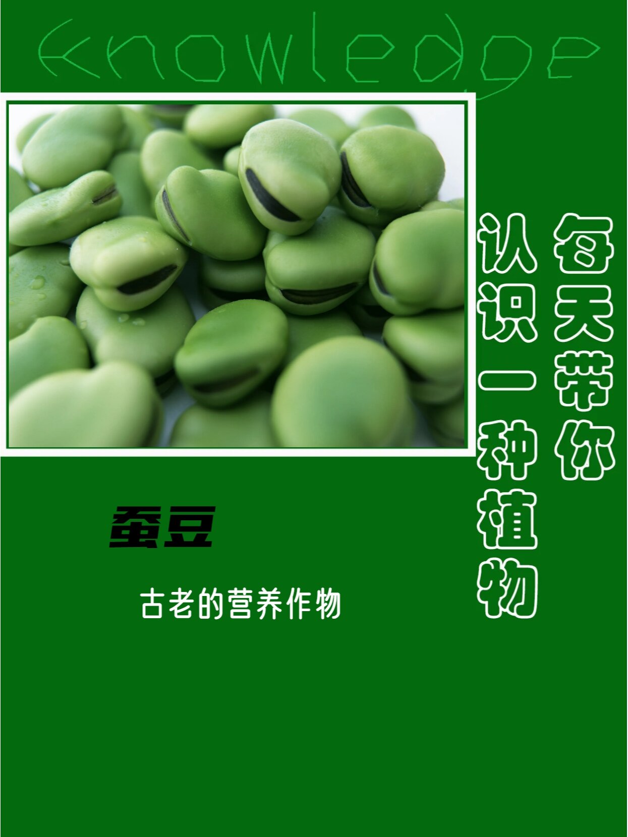 每天认识一种植物 | 蚕豆