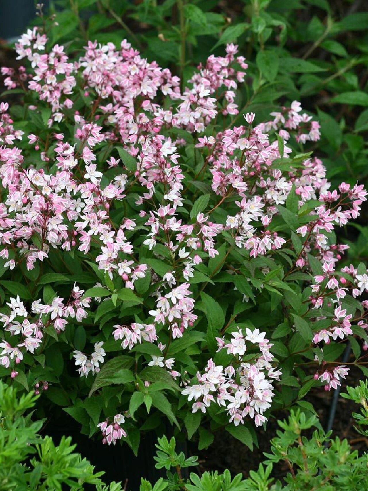 花境植物第189弹——草莓田溲疏