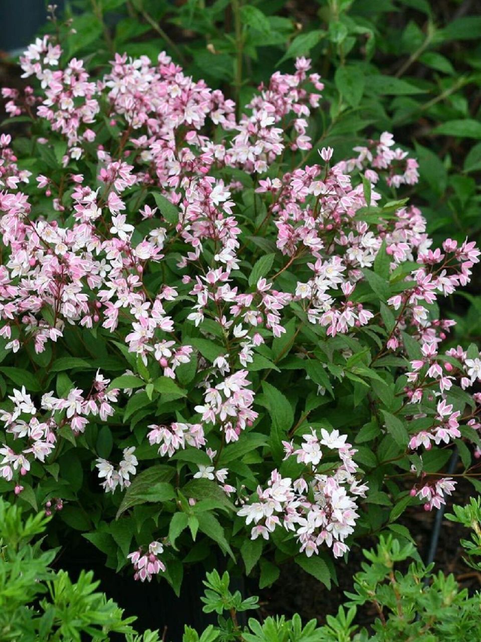 花境植物第189弹——草莓田溲疏 草莓田是一个相对较新的杂交溲疏品种