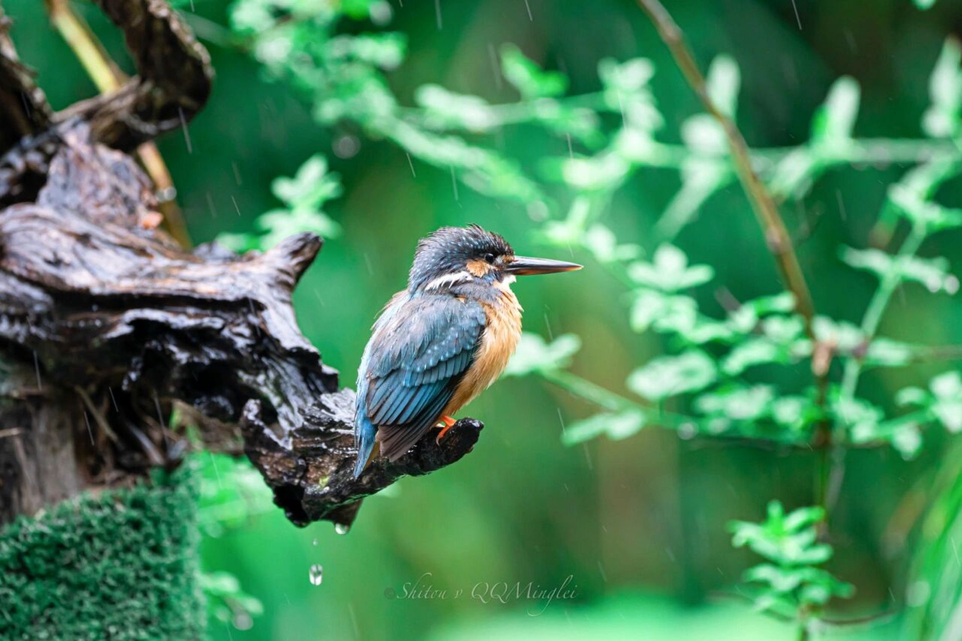 送大家一组翠鸟壁纸 979797
