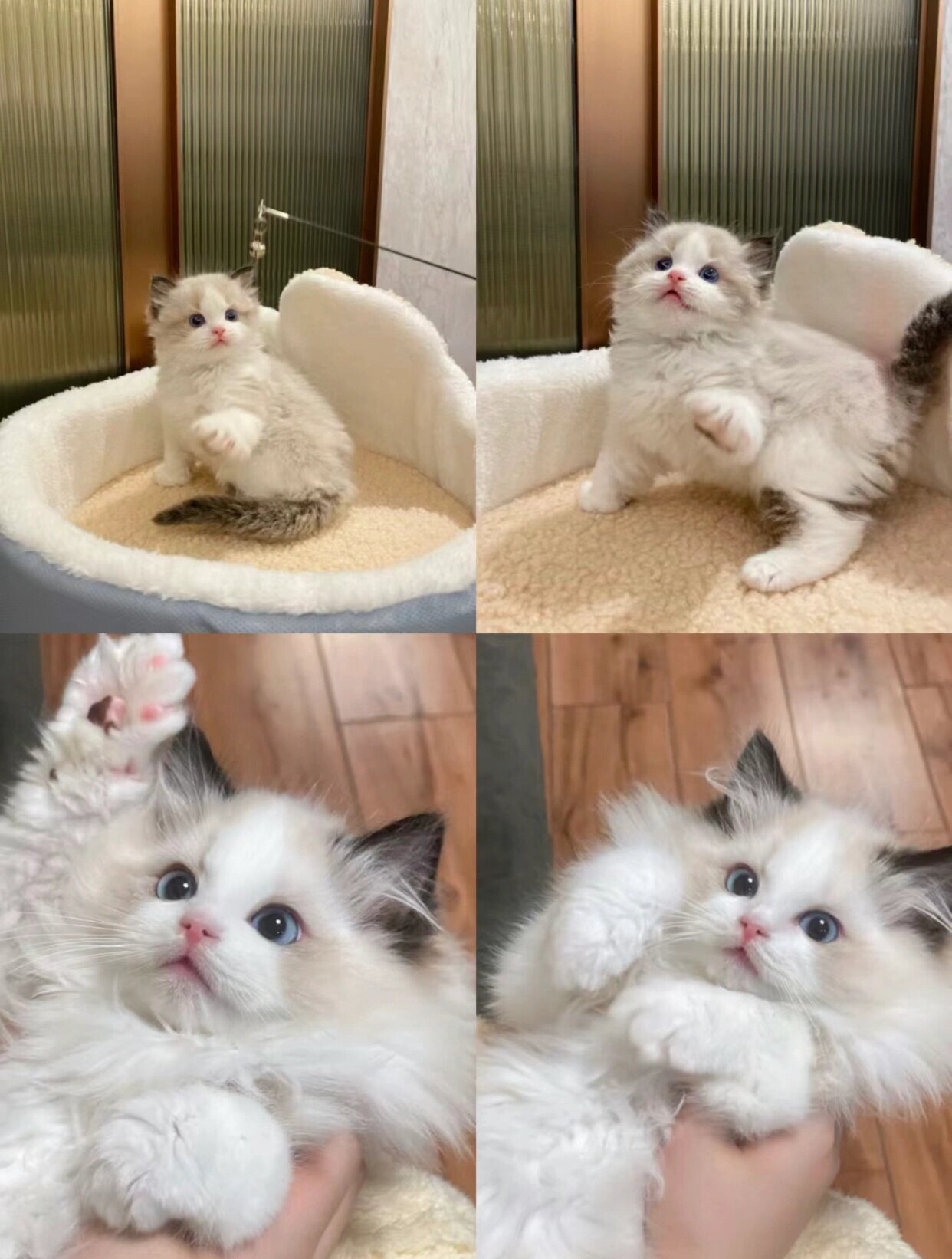 极品海双布偶 完美品相的蓝眼布偶幼猫