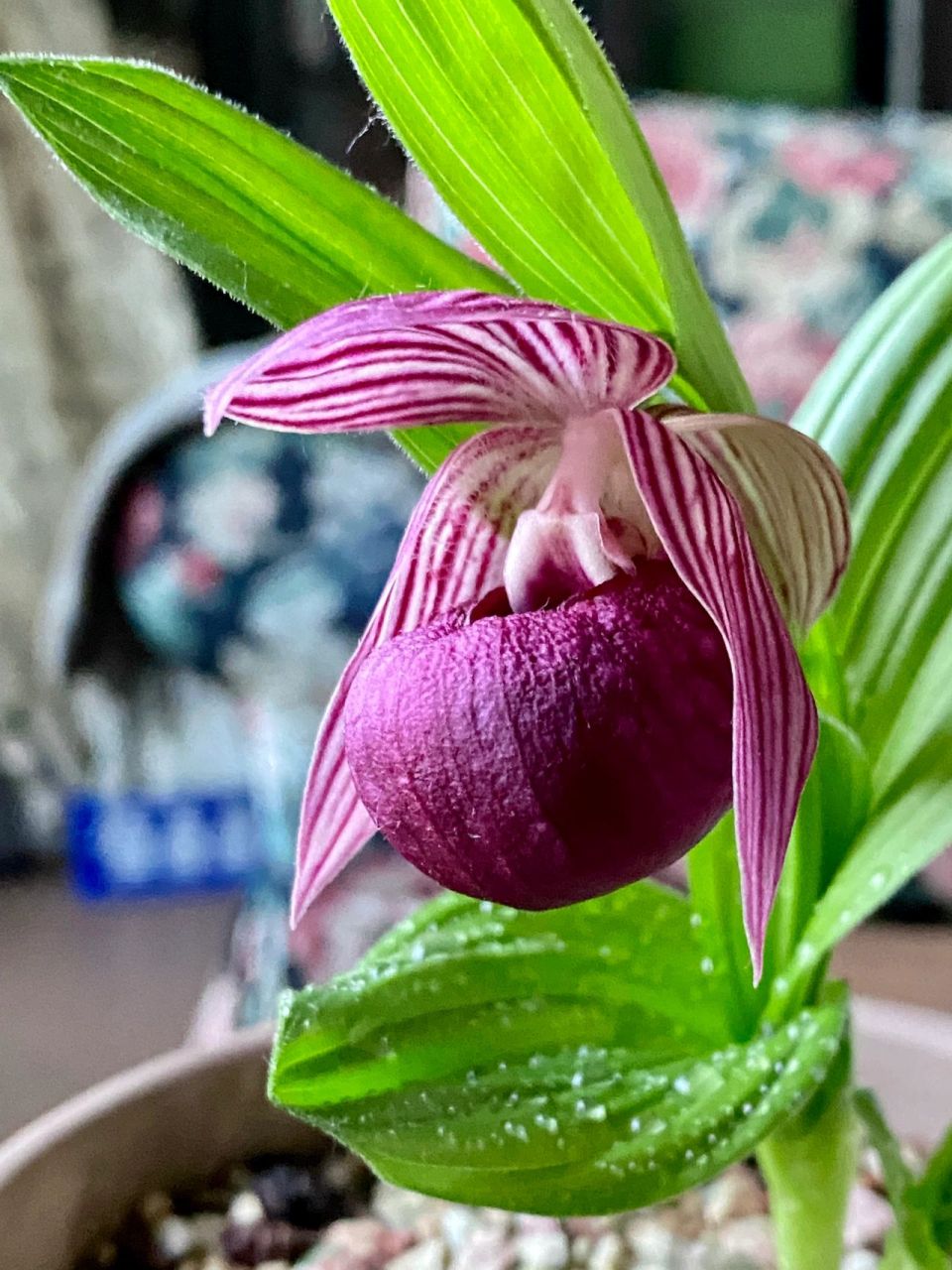 杓兰是一种花园植物,不适合也不应室内栽培.