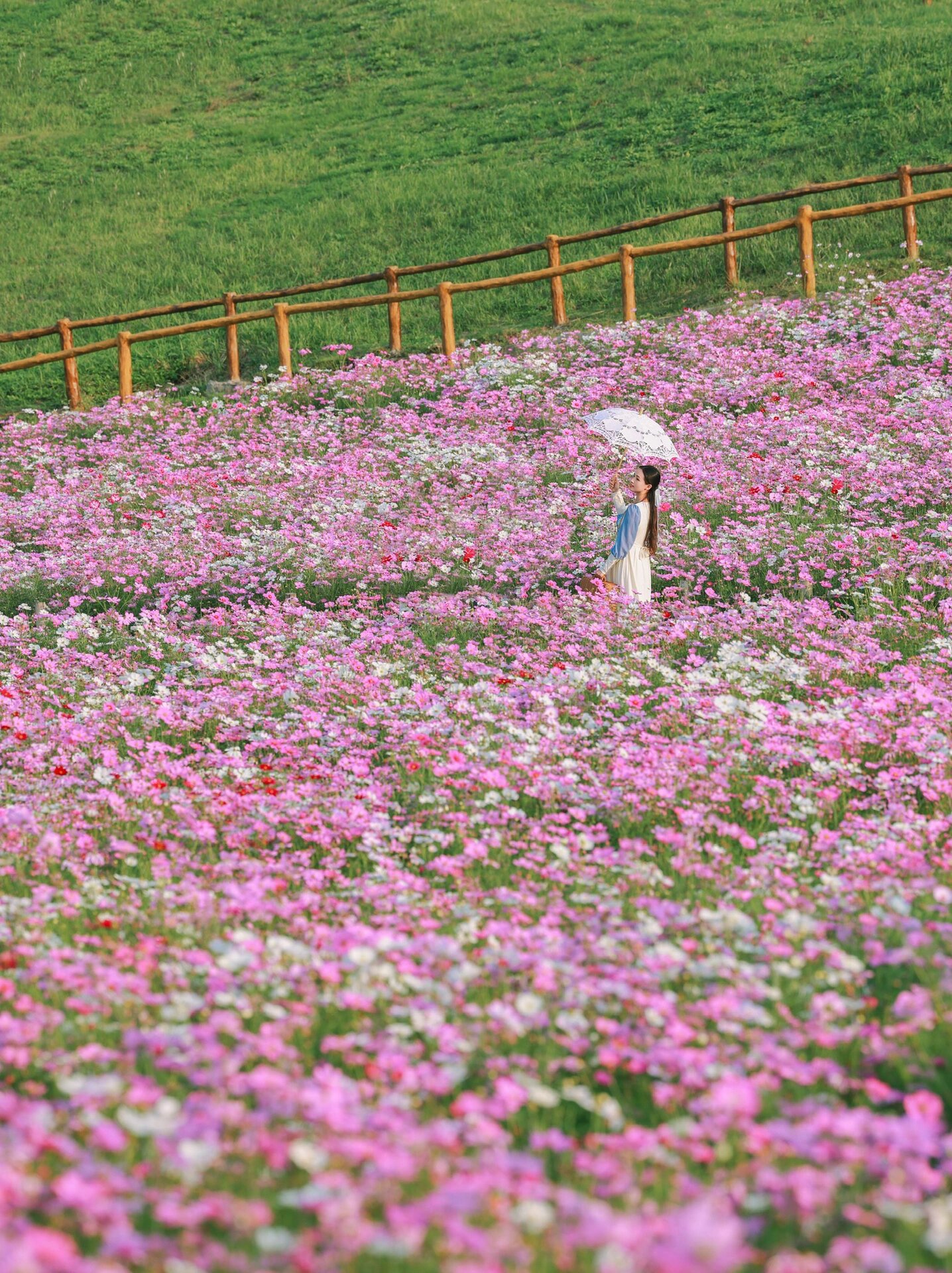 若尔盖大草原花海图片