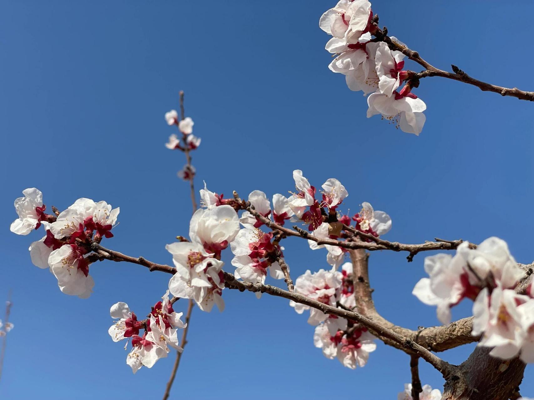 托克逊县杏花园图片