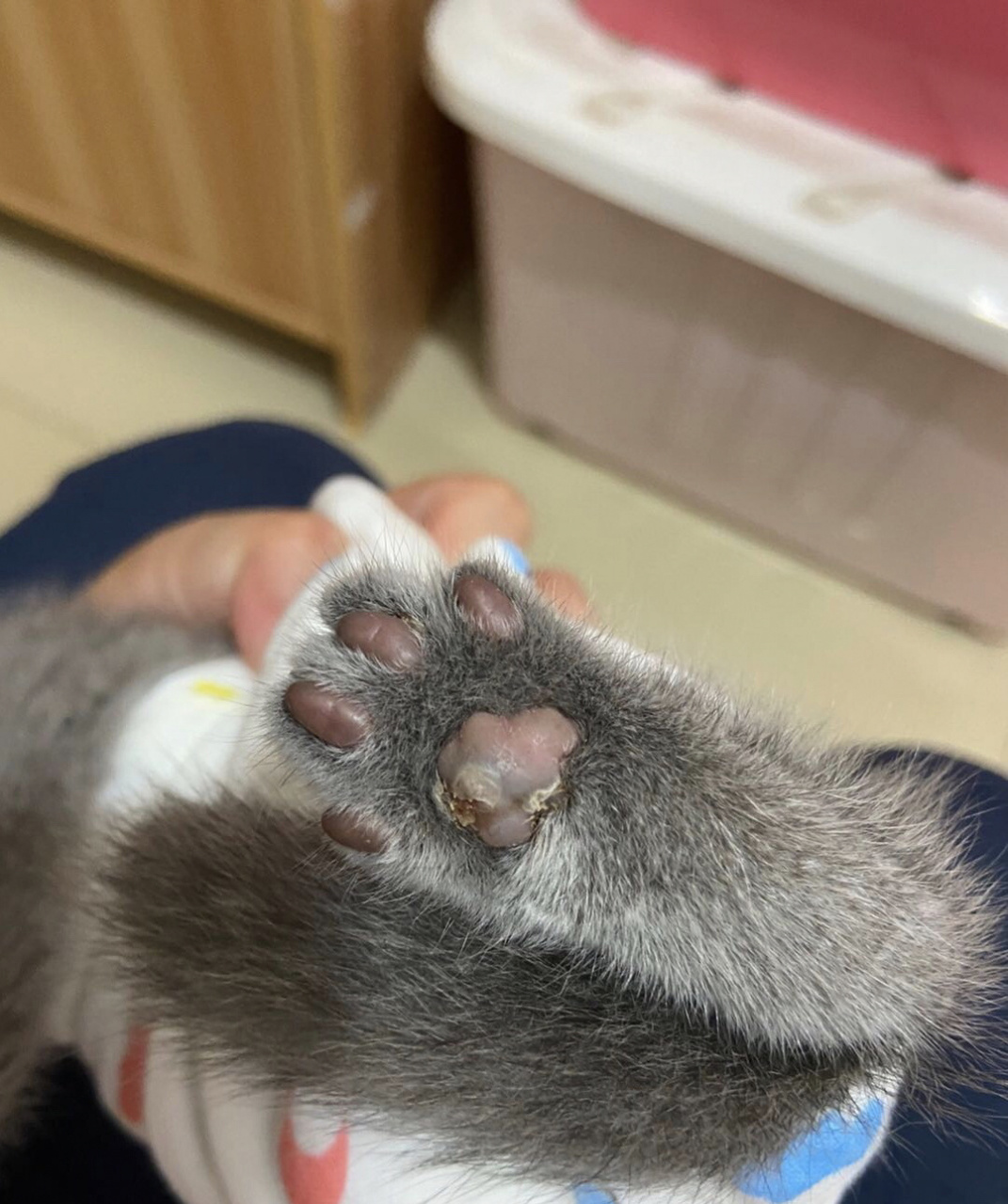 猫咪烂脚垫/猫咪趾间炎的实用治疗方法 猫咪趾间炎引起的因素可能很多
