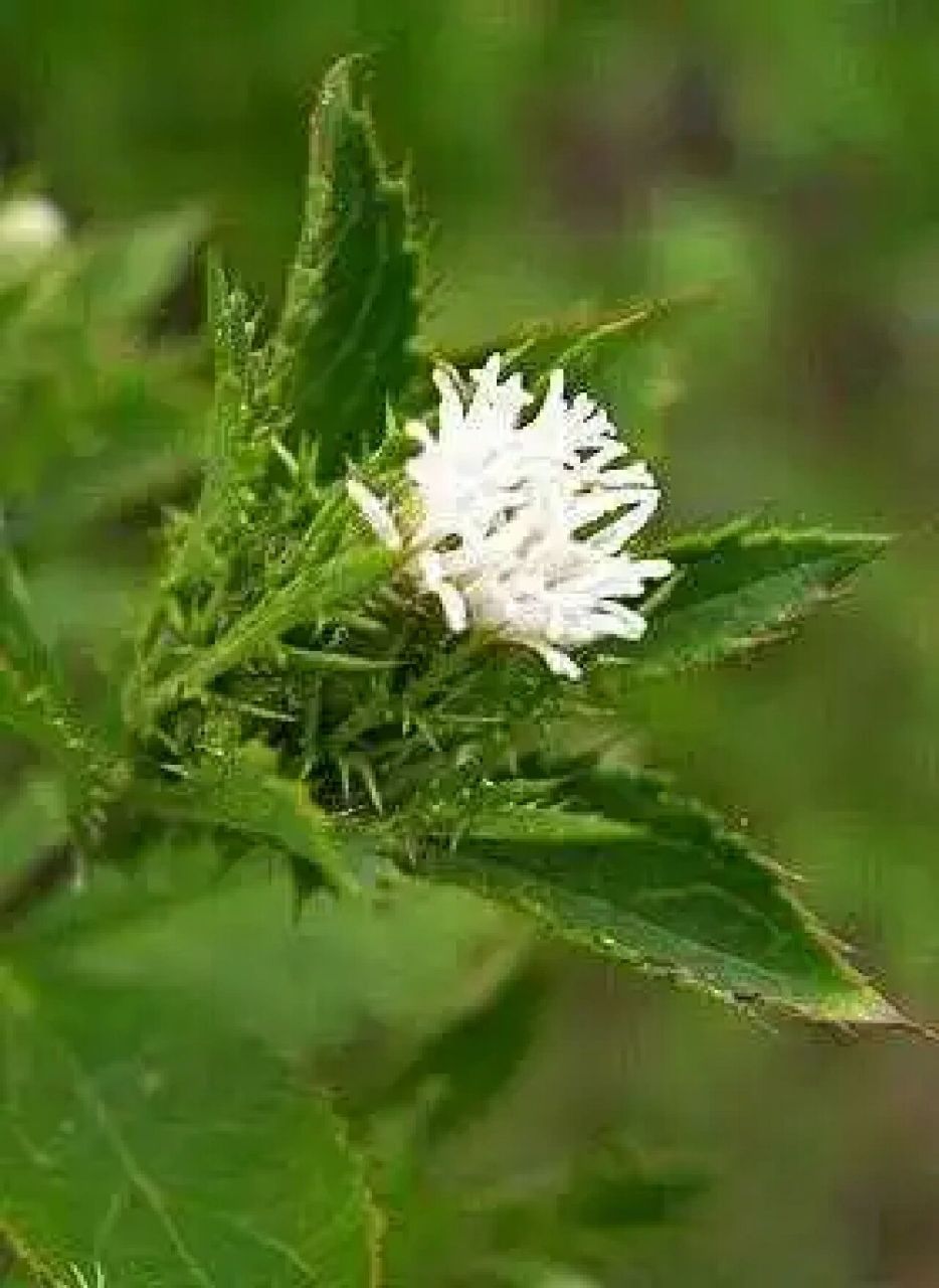 中药学习打卡第109天 苍术 为菊科多年生草本植物茅苍术,北苍术的干燥