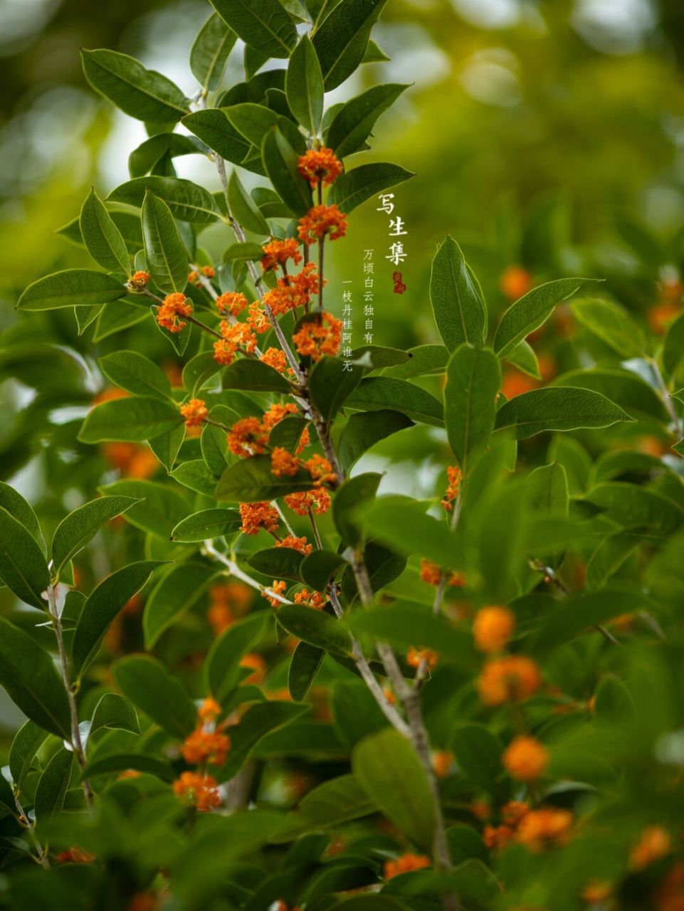 丹桂|丹桂飘香|桂花 万顷白云独自有, 一枝丹桂阿谁无.