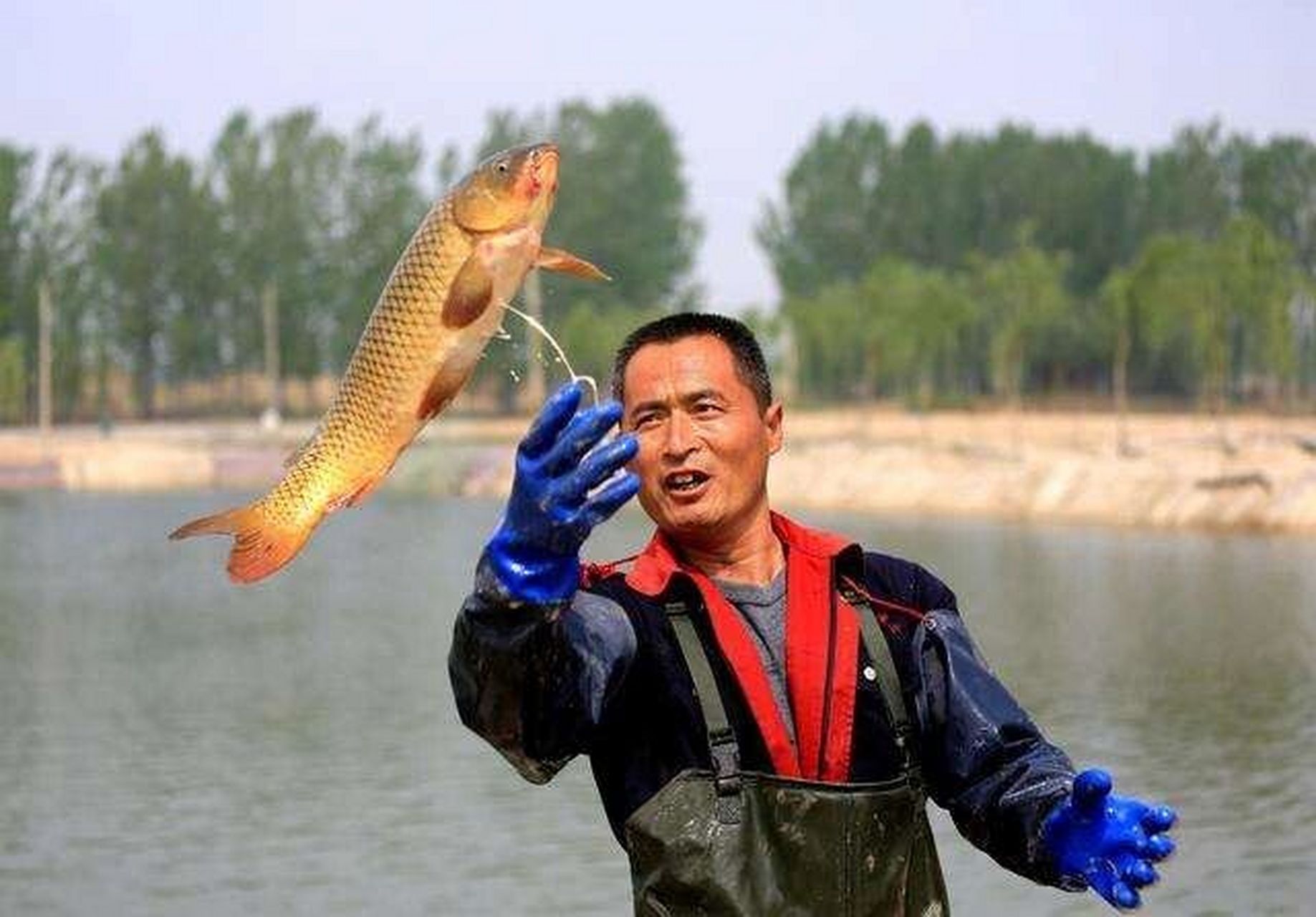 山西黄河大鲤鱼图片