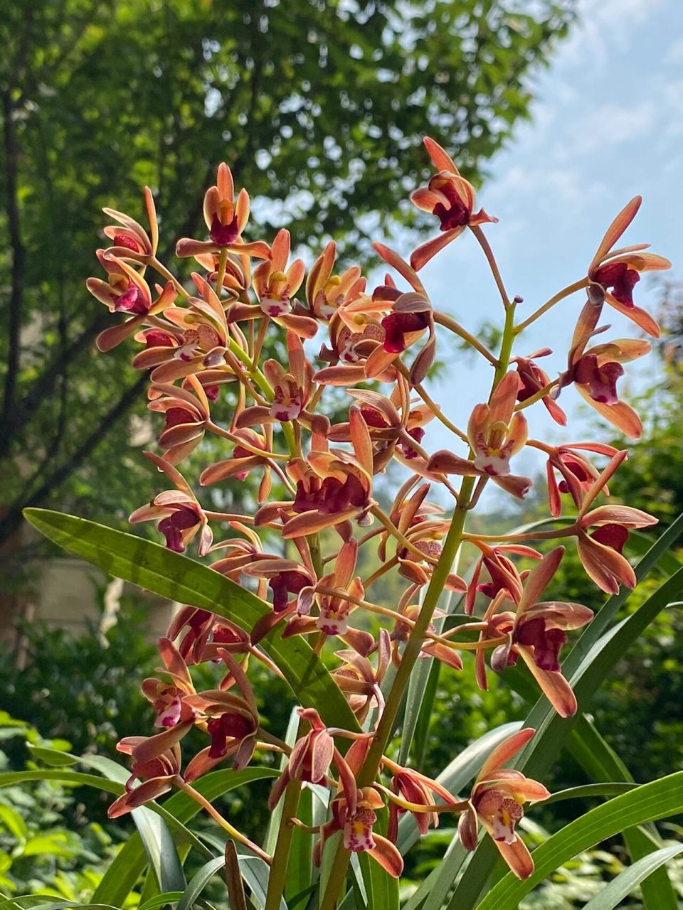 还有这一盆蜜蜂兰