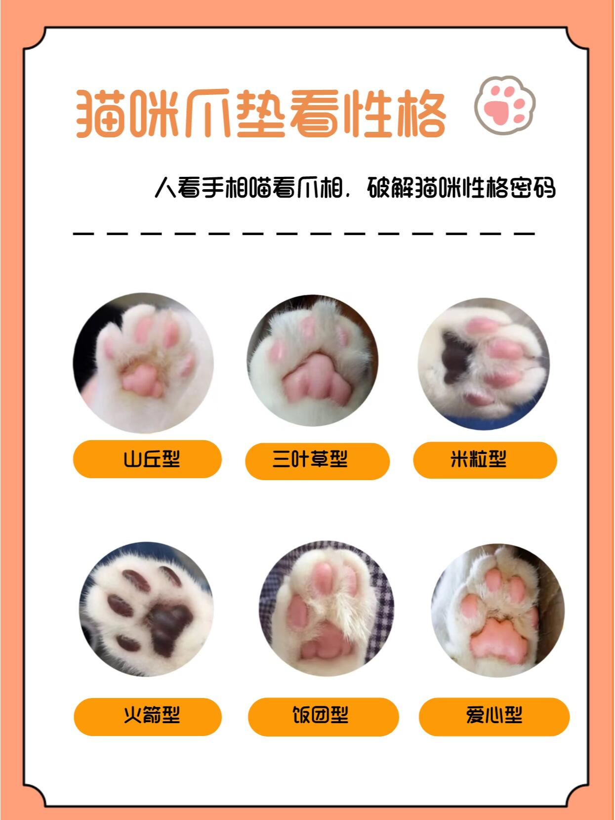 猫咪爪子性格图片