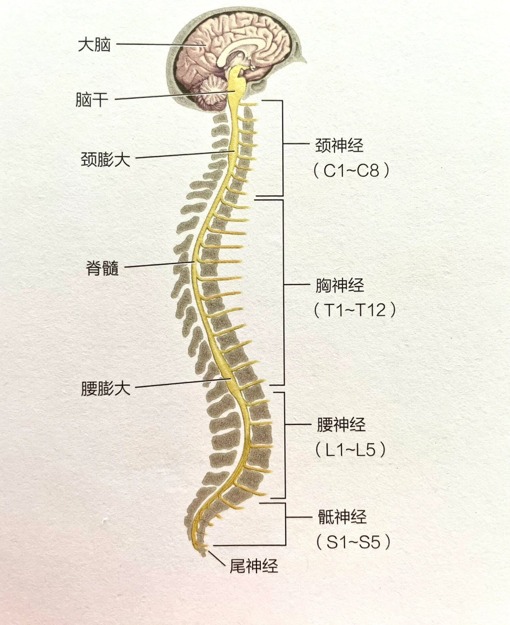 脊柱关节突交锁图片