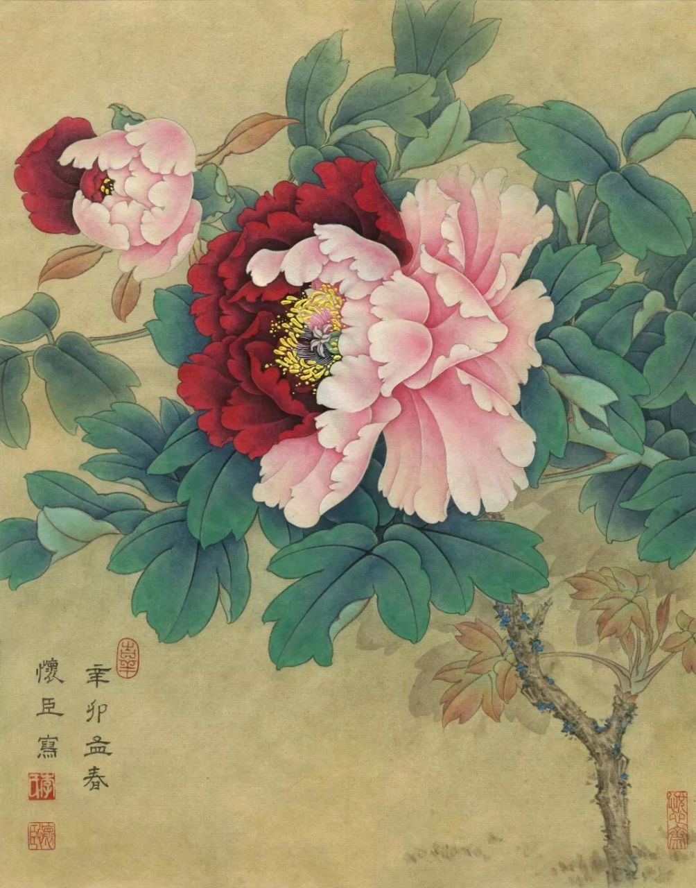 工笔画步骤分享(牡丹二乔的绘画步骤) 二乔是牡丹中的一种名贵花种.