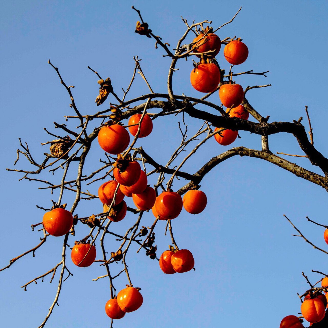 学生征文更新啦 还记得老家门口的柿子树吗?