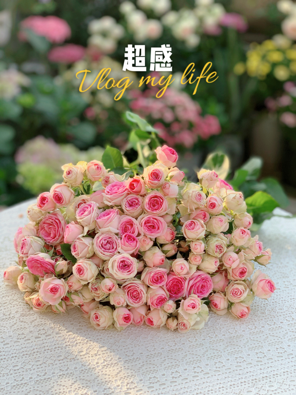 百搭超感小头月季 超感,也叫粉多头,花如其名,一根枝条上可以开出几十