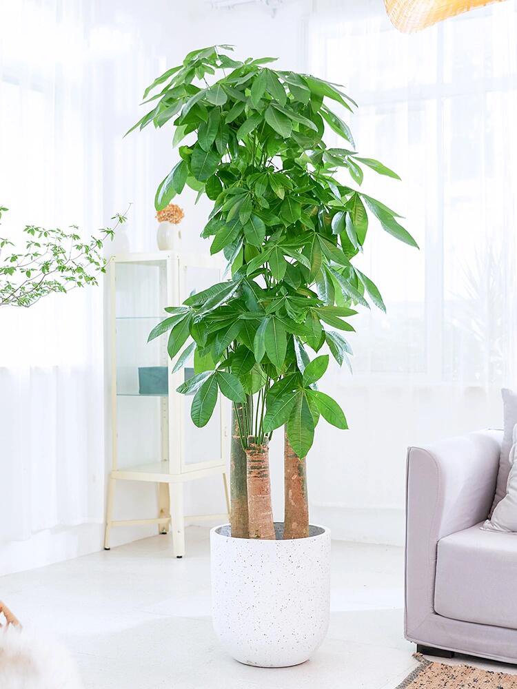 办公室必备0010 款绿植推荐(二) 二,寓意植物领导最爱 	 1.